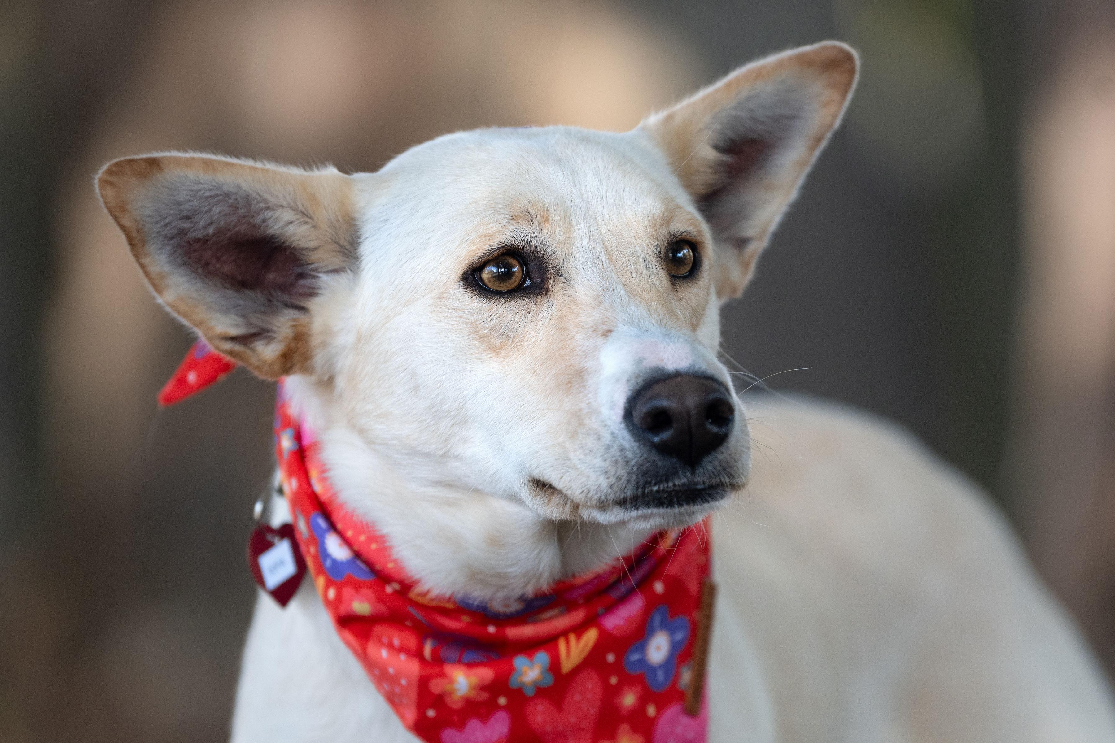 Enlarge Sofia, a ADOPTABLE mixed breed in Santa Rosa, CA image 3/4