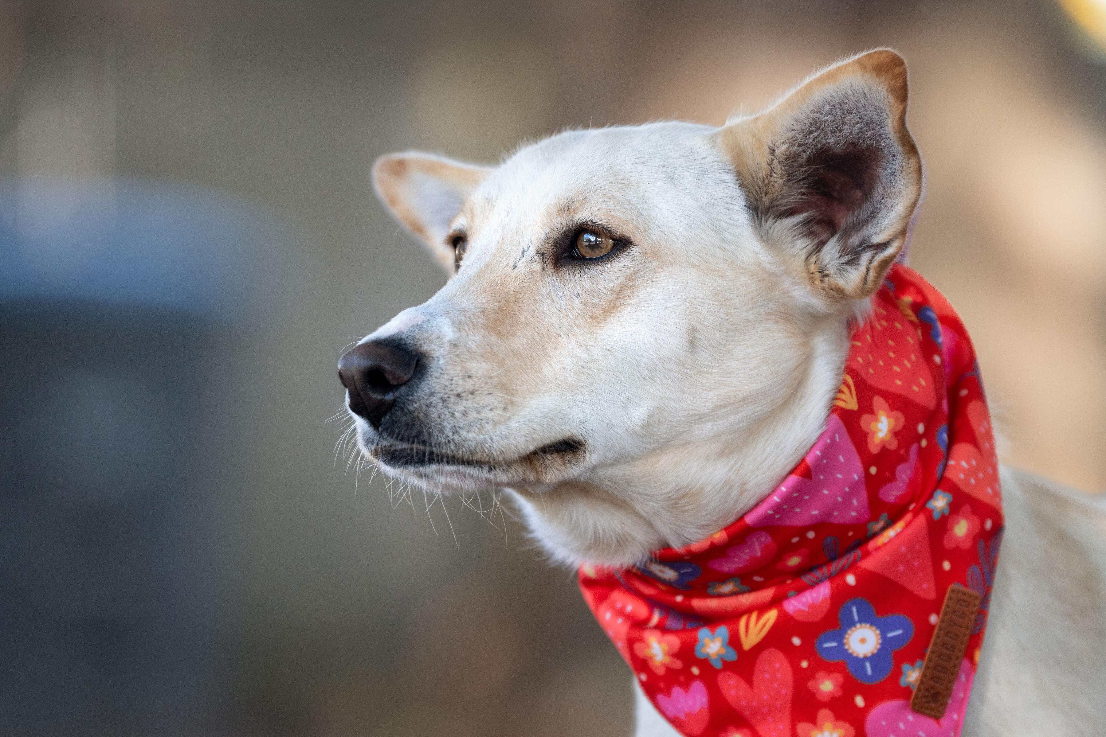 Enlarge Sofia, a ADOPTABLE mixed breed in Santa Rosa, CA image 4/4
