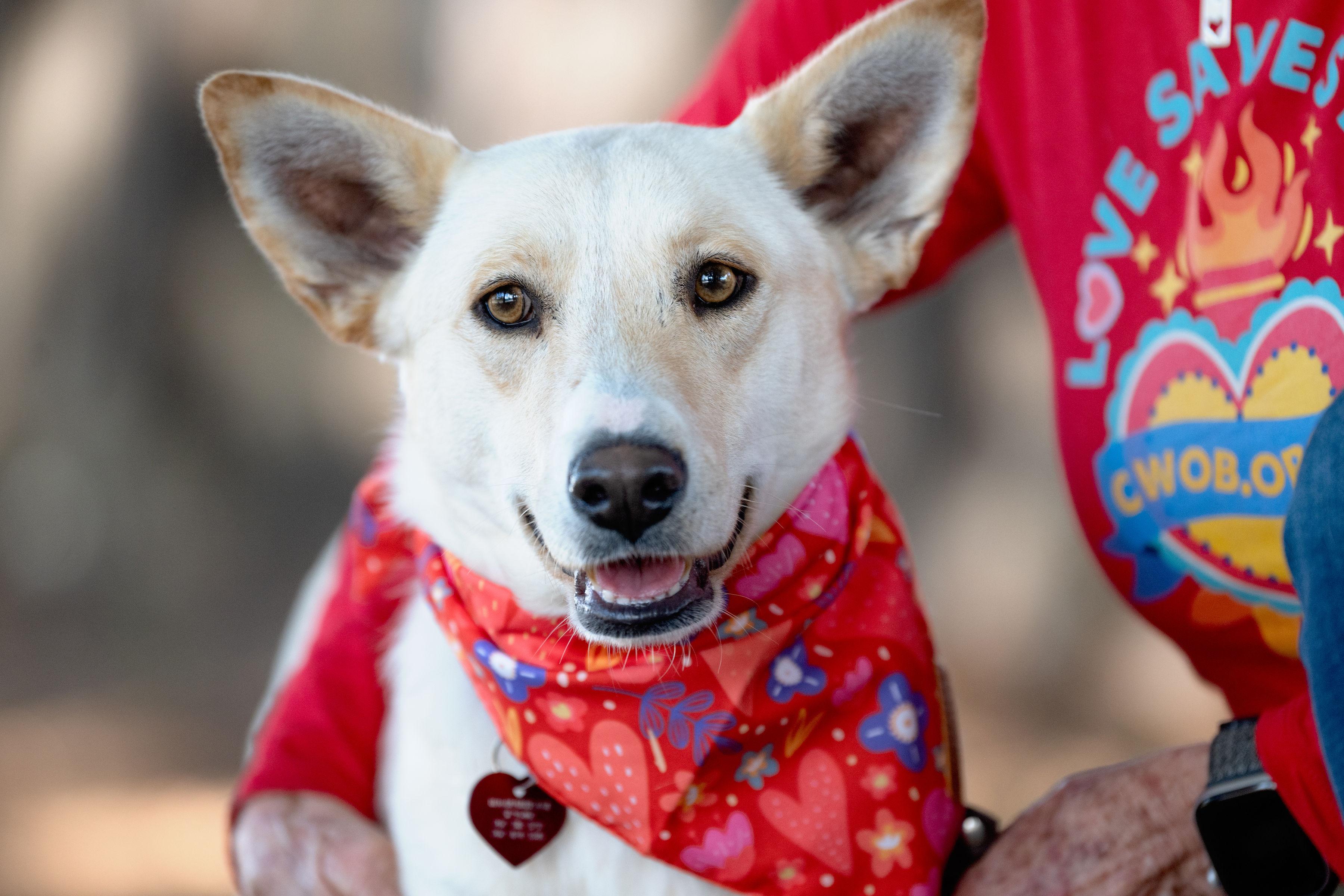 Enlarge Sofia, a ADOPTABLE mixed breed in Santa Rosa, CA image 1/4