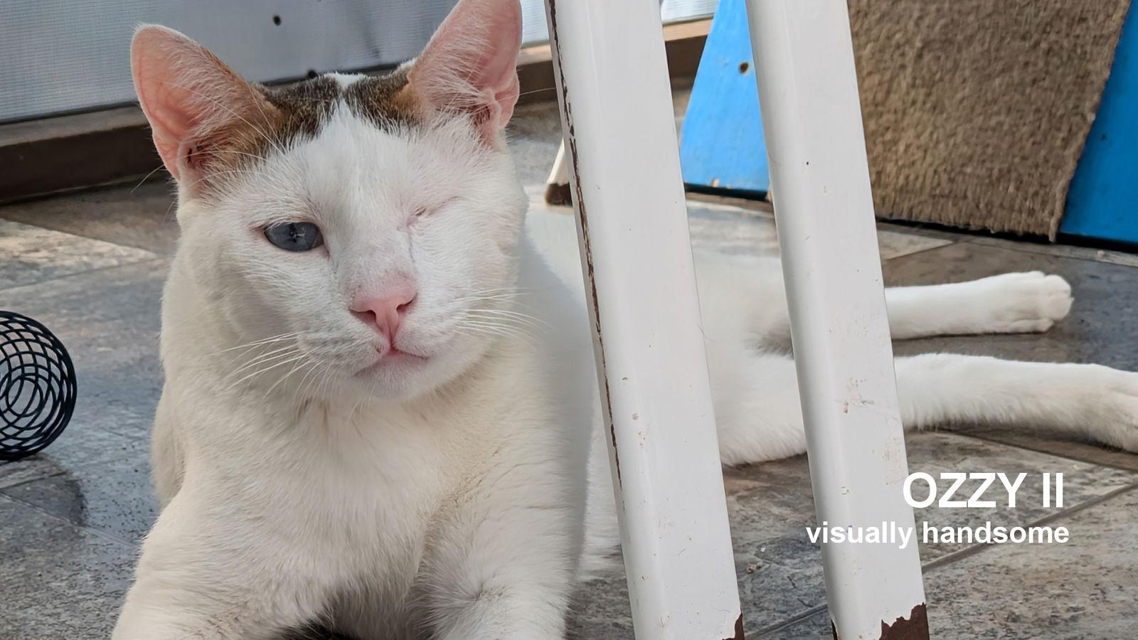 Ozzy II, Adoptable, Young Male Domestic Short Hair.