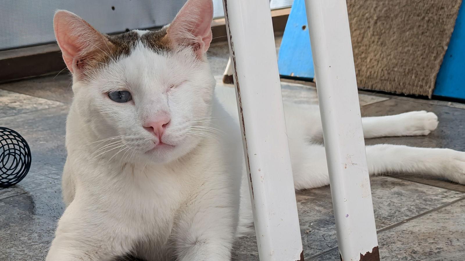 Ozzy II, a Adoptable Domestic Short Hair in Santa Rosa, CA image 2/3