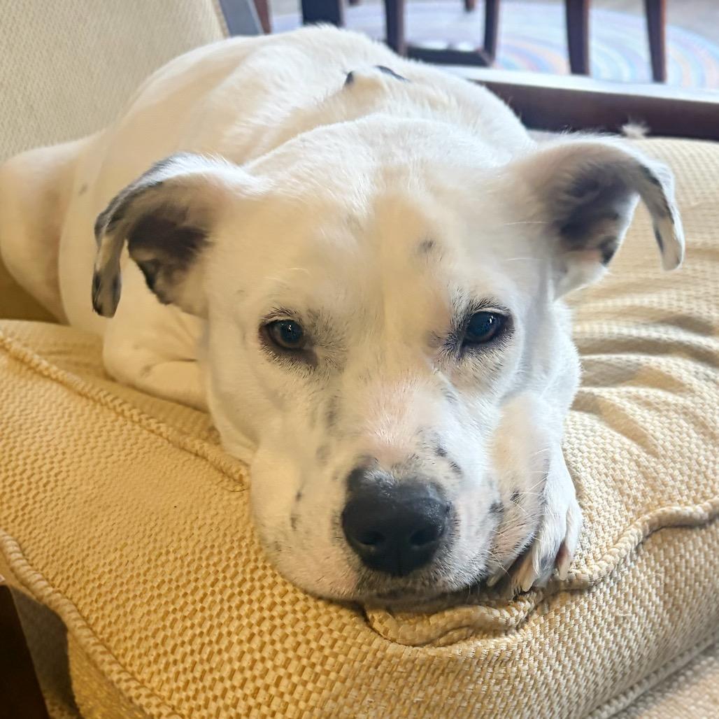 Molly, Adoptable, Adult Female Mixed Breed.