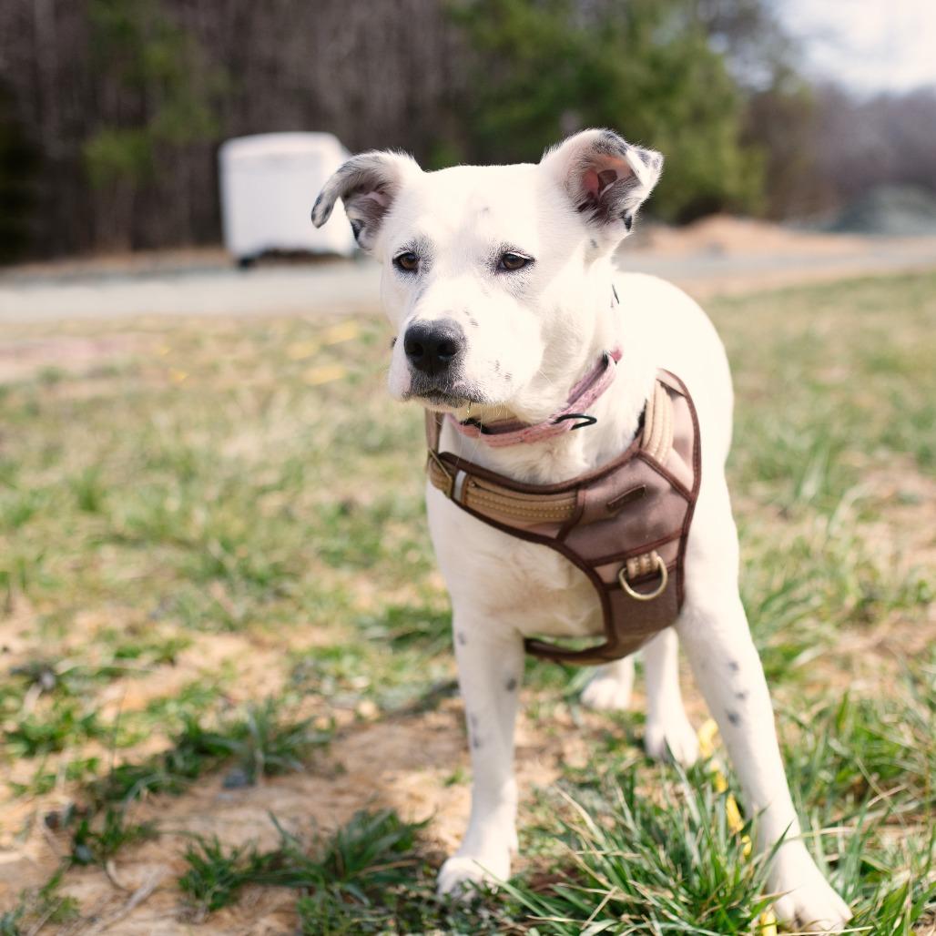 Molly, a Adoptable Mixed Breed in Chapel Hill, NC image 2/6