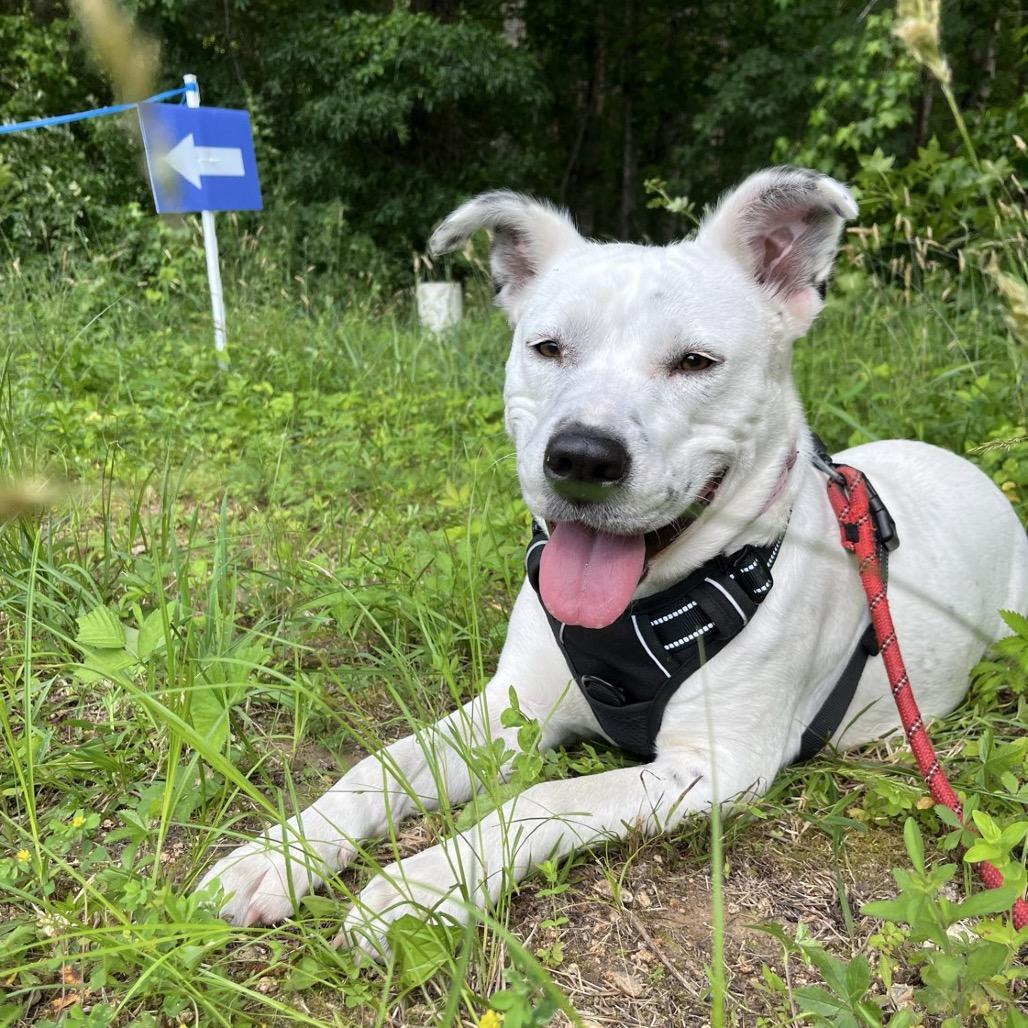 Molly, a Adoptable Mixed Breed in Chapel Hill, NC image 2/6