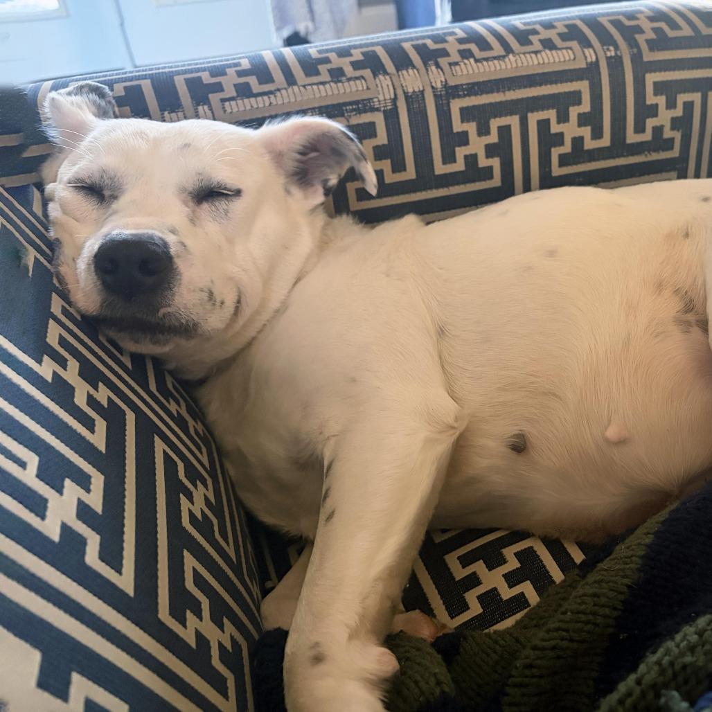 Molly, a Adoptable Mixed Breed in Chapel Hill, NC image 3/6