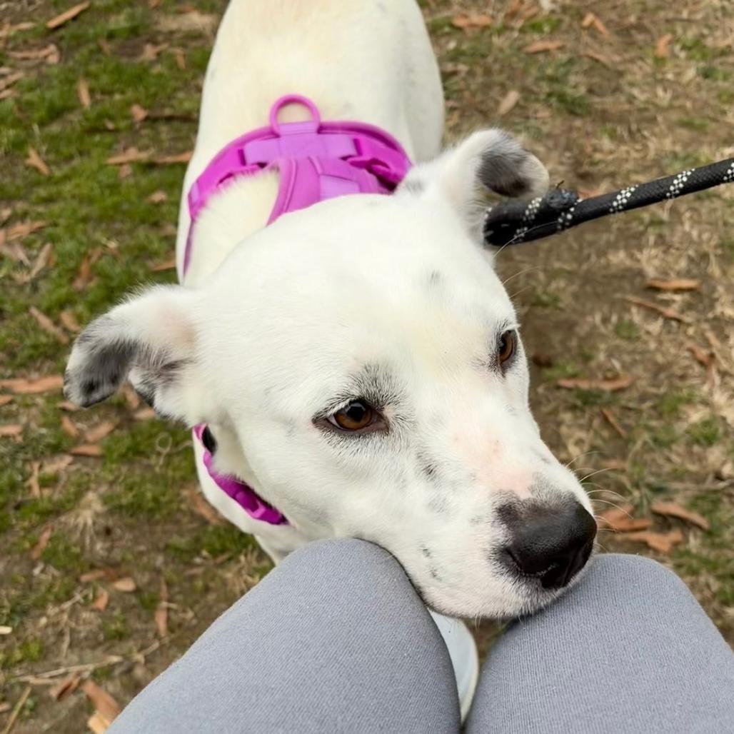 Molly, a Adoptable Mixed Breed in Chapel Hill, NC image 4/6