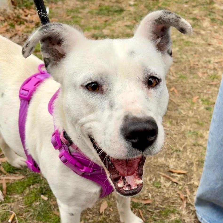 Molly, a Adoptable Mixed Breed in Chapel Hill, NC image 5/6