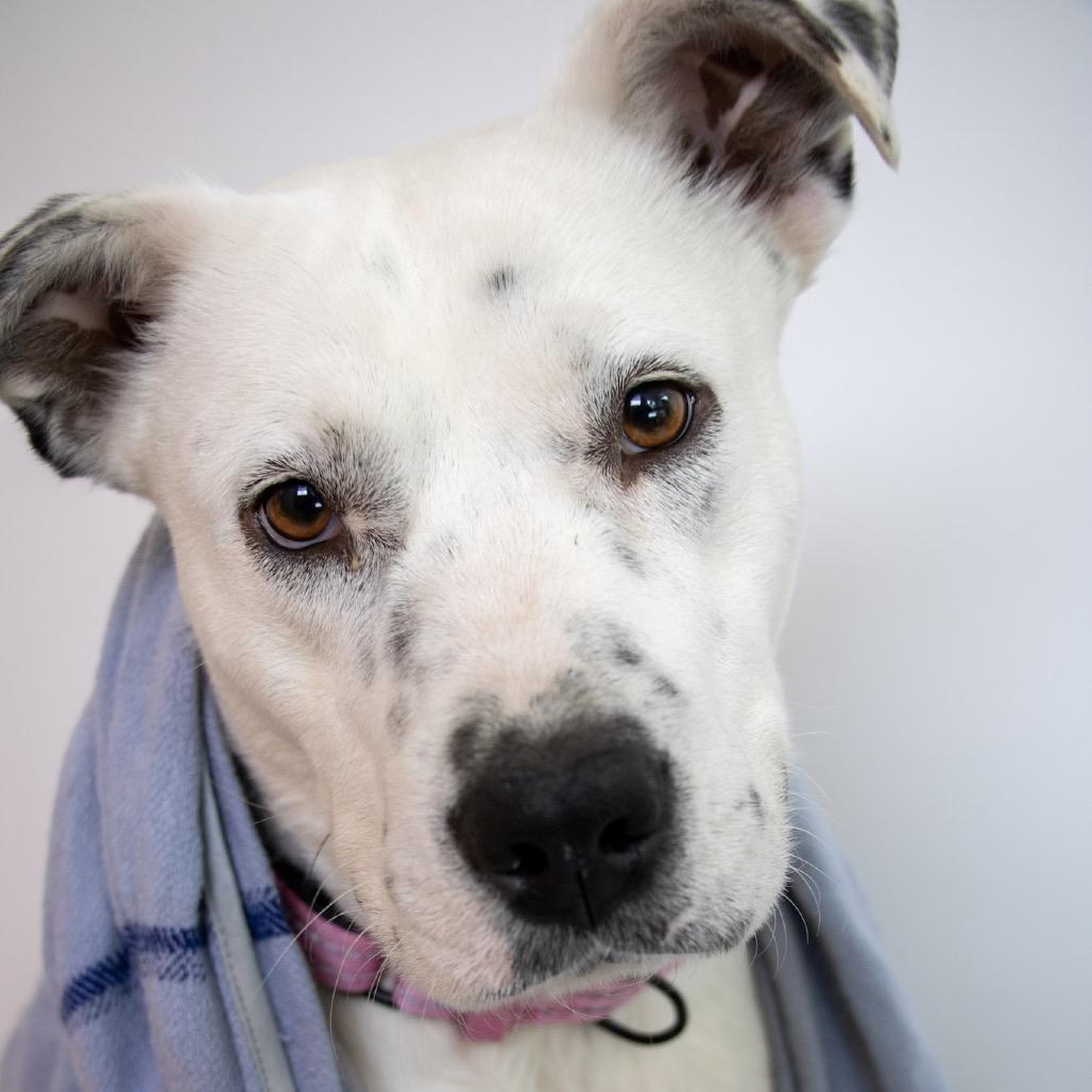 Molly, a Adoptable Mixed Breed in Chapel Hill, NC image 6/6