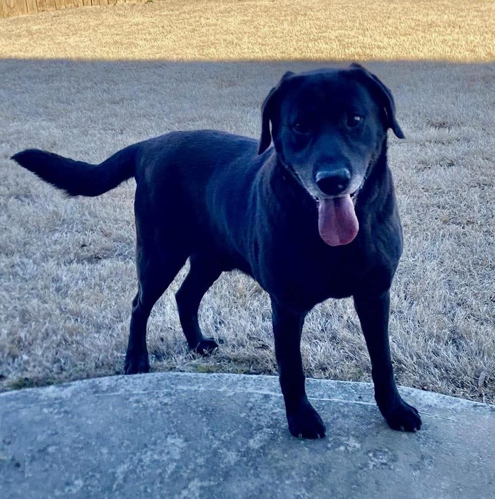 Moonbeam, ADOPTABLE, Adult Male Labrador Retriever & Black Labrador Retriever.