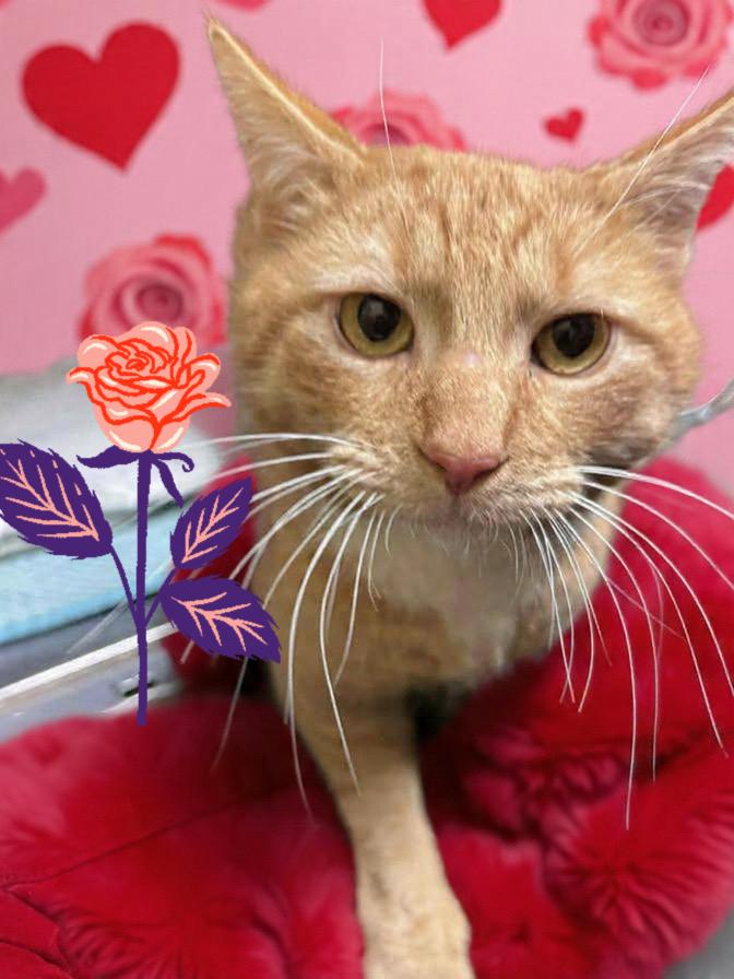 Brisket, ADOPTABLE, Adult Male Domestic Short Hair & Tabby.