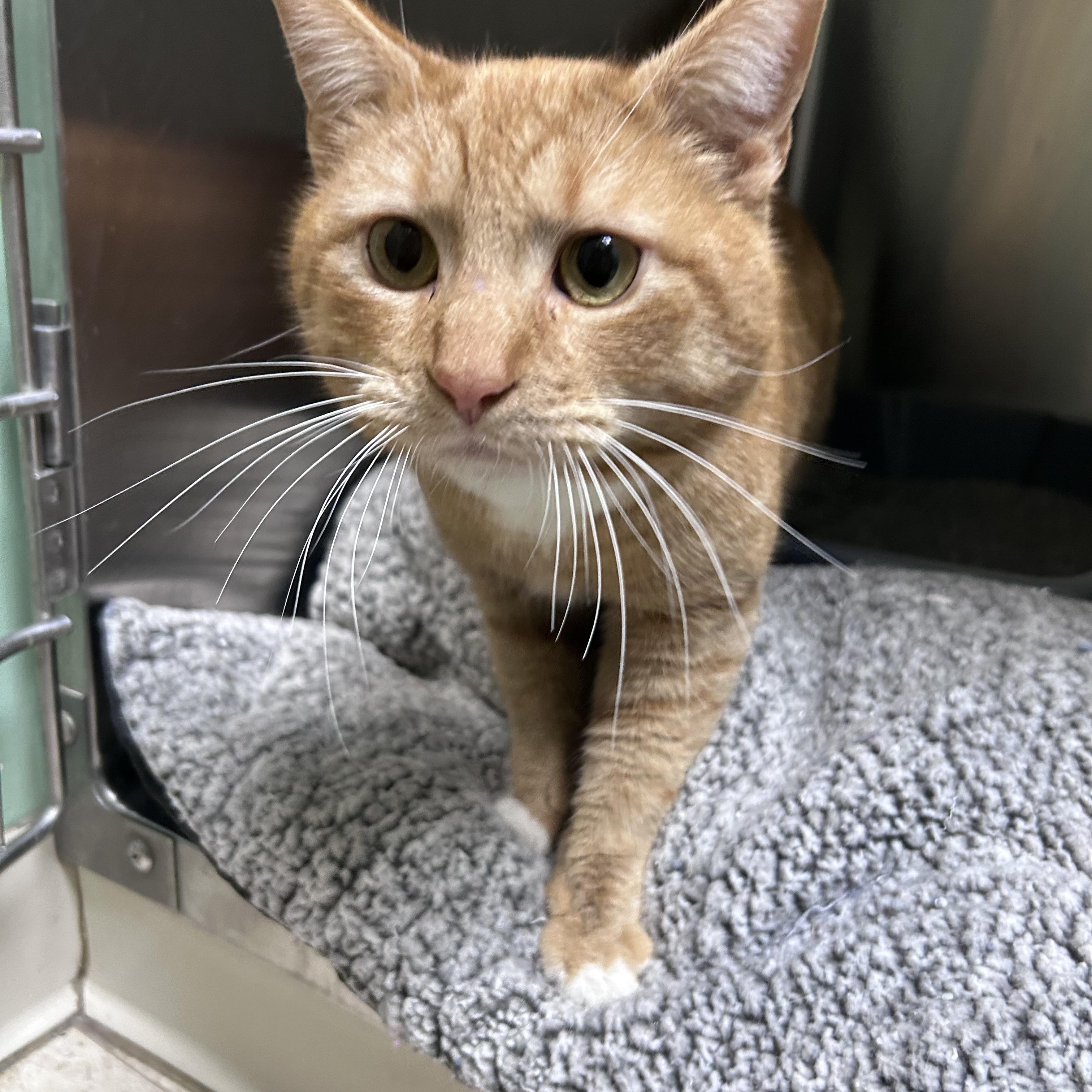 Enlarge Brisket, a ADOPTABLE mixed breed in Greensboro, NC image 3/4