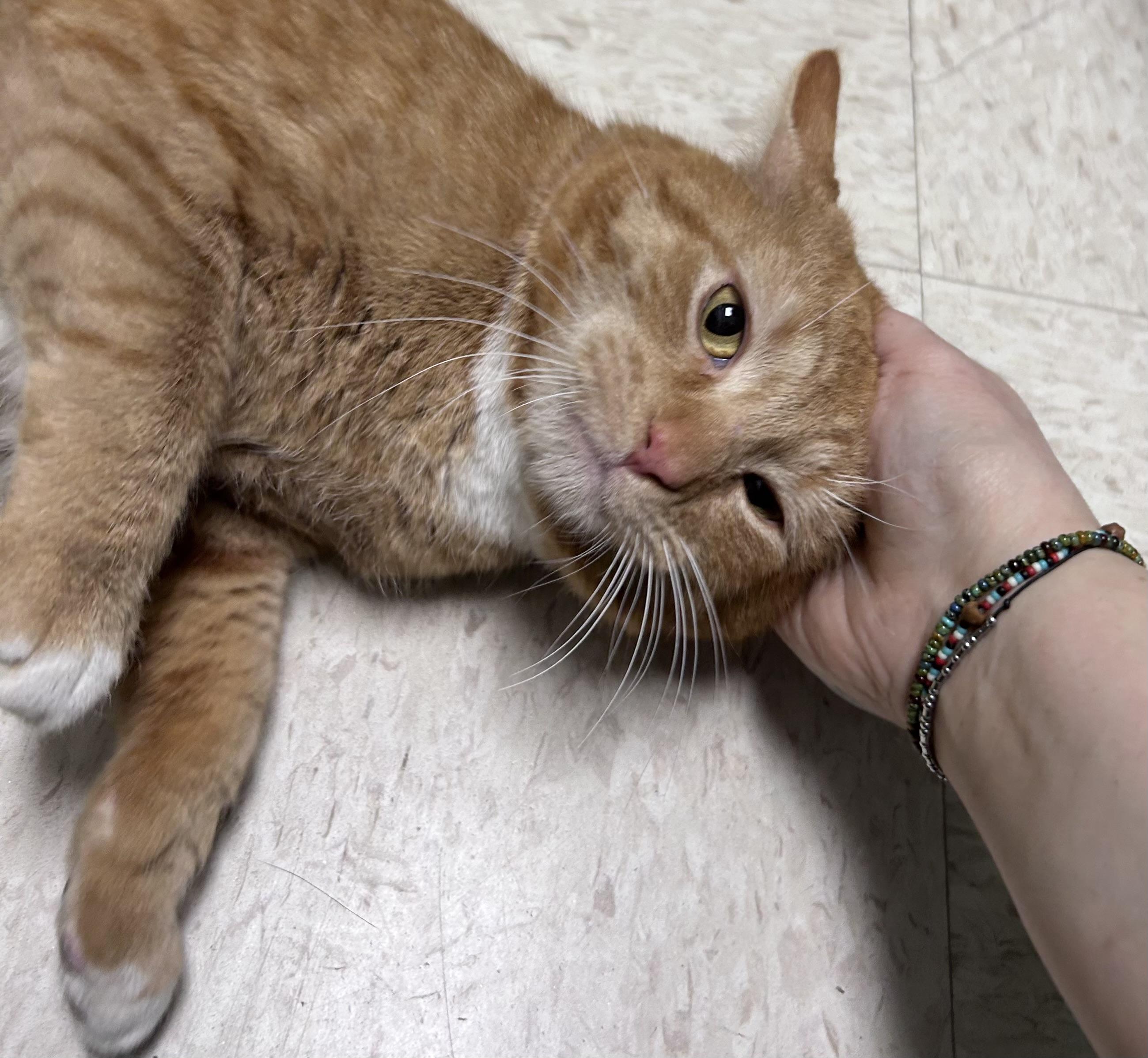 Enlarge Brisket, a ADOPTABLE mixed breed in Greensboro, NC image 2/4