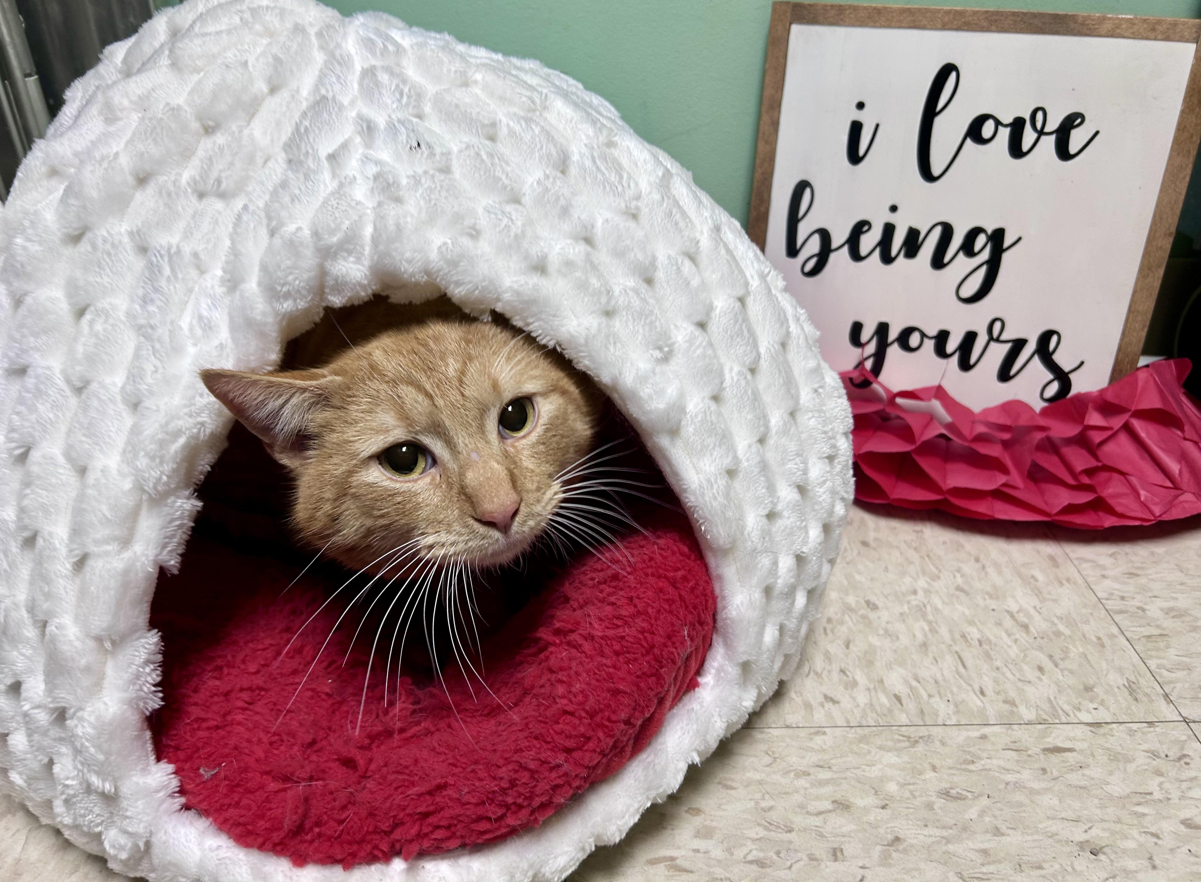 Enlarge Brisket, a ADOPTABLE mixed breed in Greensboro, NC image 4/4