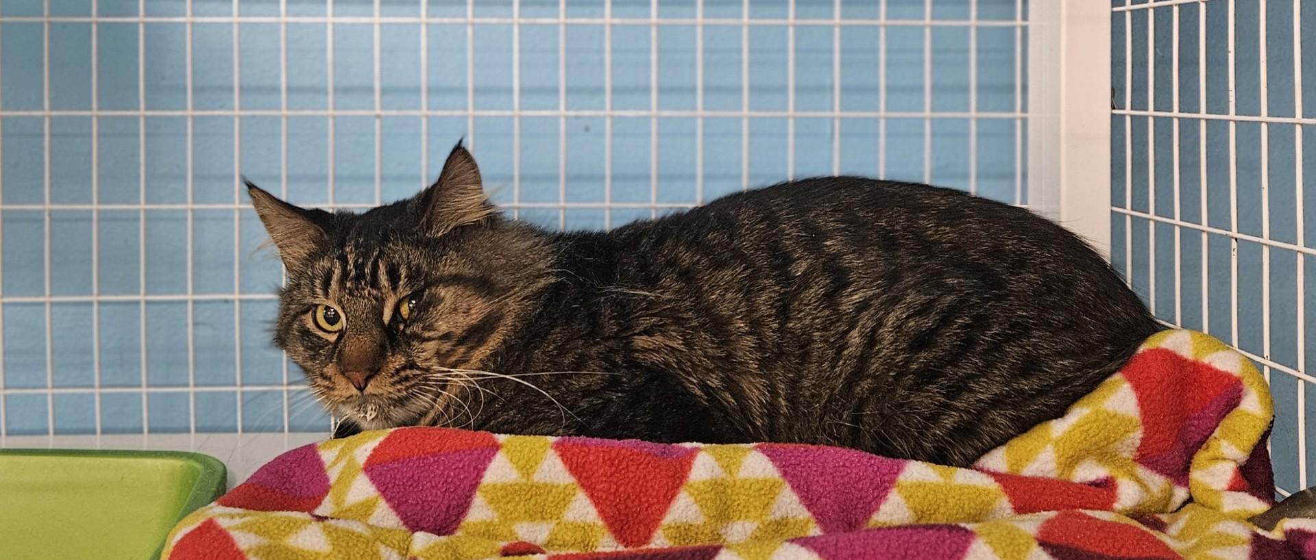 Bamboo, Adoptable, Adult Male Domestic Long Hair.