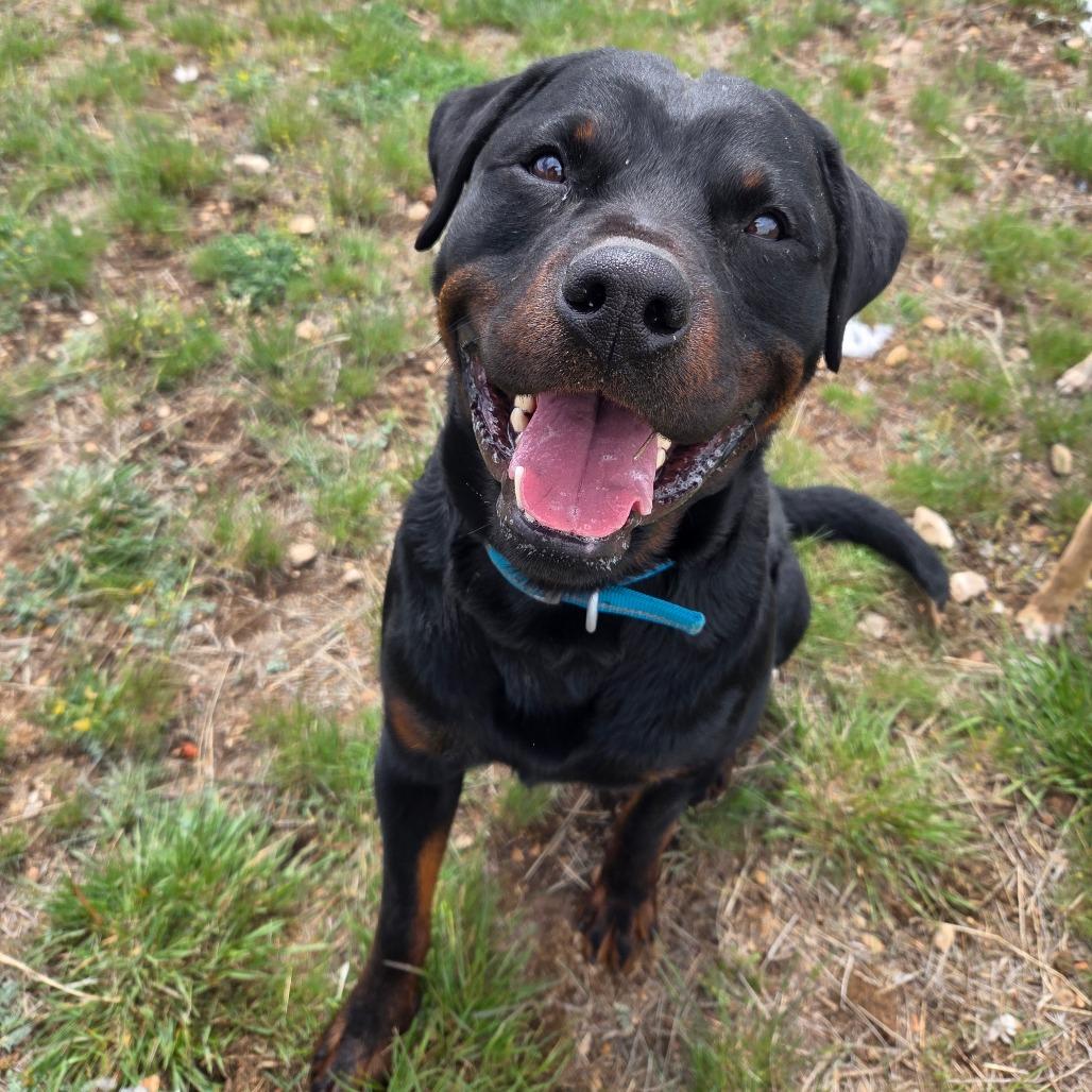Enlarge Luffy, a Adoptable Mixed Breed in Park City, UT image 2/6
