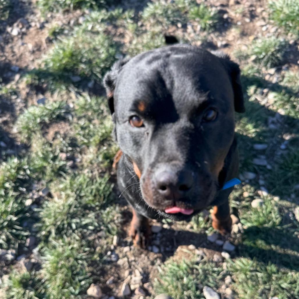 Enlarge Luffy, a Adoptable Mixed Breed in Park City, UT image 3/6
