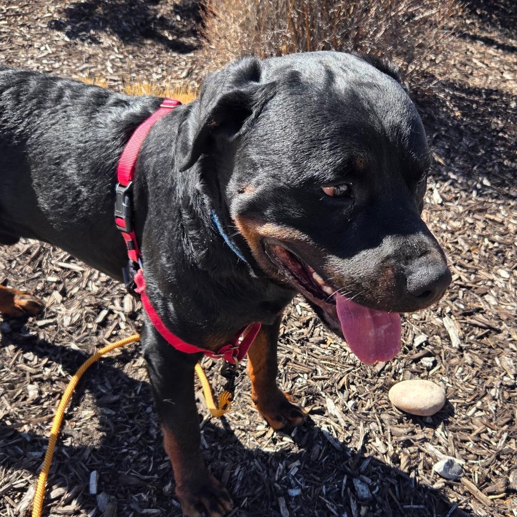 Enlarge Luffy, a Adoptable Mixed Breed in Park City, UT image 6/6