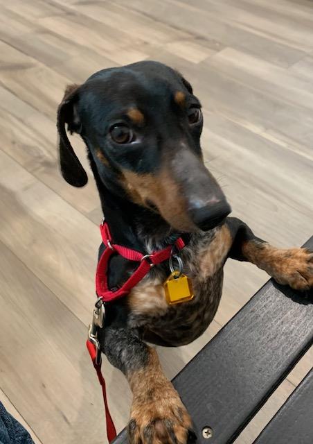 Snickers, Adopted, Young Male Miniature Dachshund.
