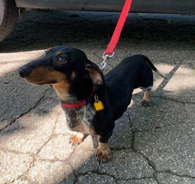 Enlarge Snickers, a Adopted Miniature Dachshund in Naugatuck, CT image 3/3