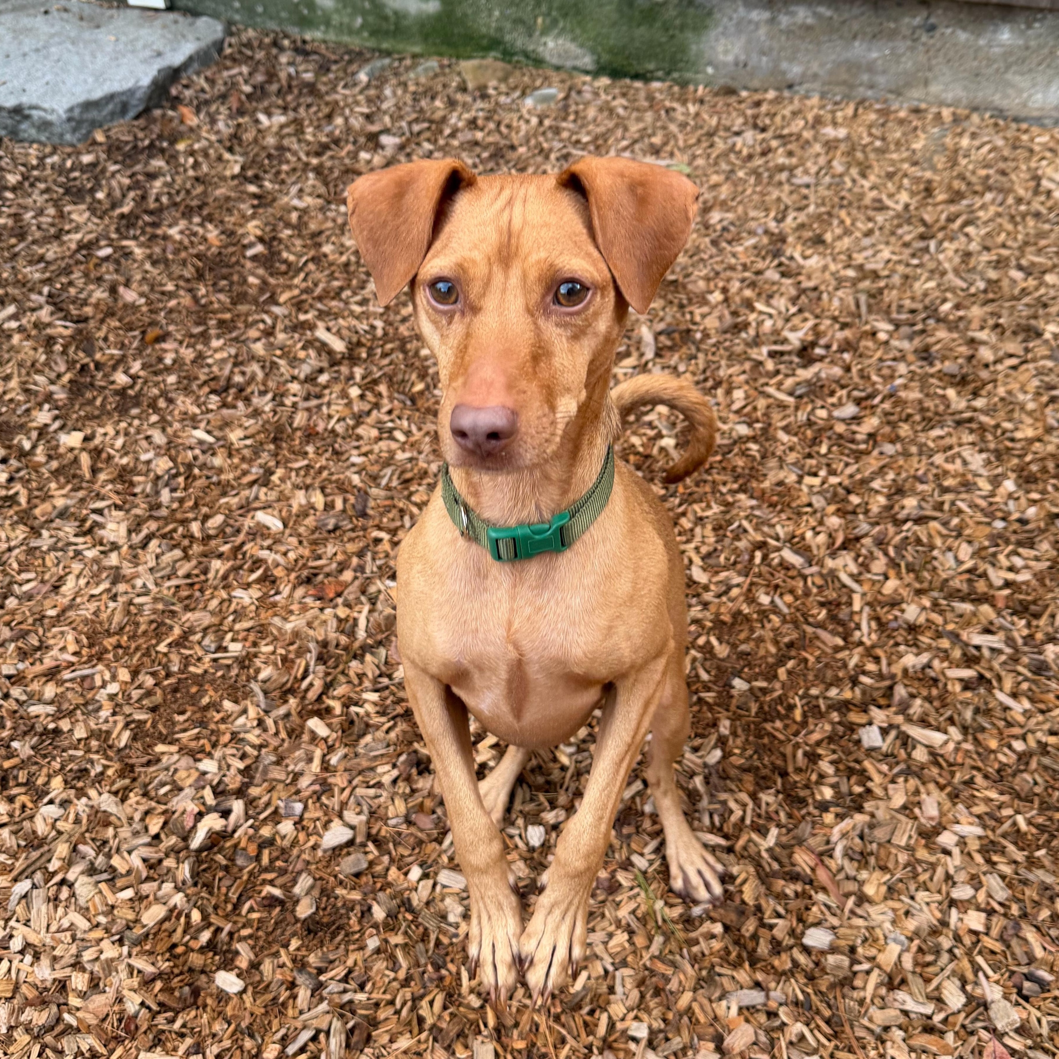 Opie, Adoptable, Young Male Chiweenie.