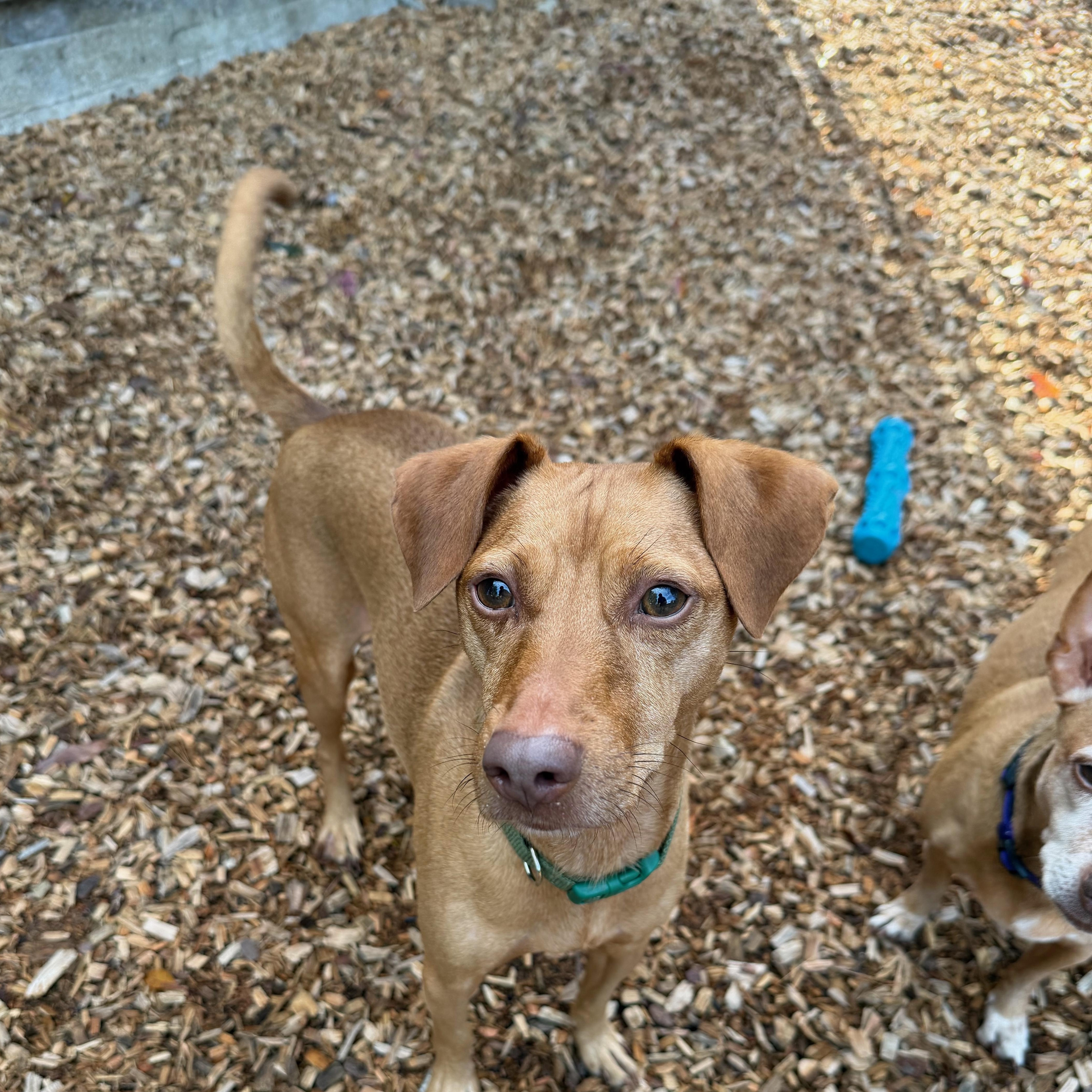 Enlarge Opie, a Adoptable mixed breed in Sudbury, MA image 2/2