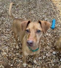 Opie, Adoptable, Young Male Italian Greyhound & Miniature Pinscher.