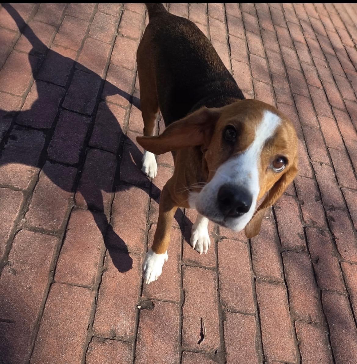 Manny, Adoptable, Senior Male Beagle.