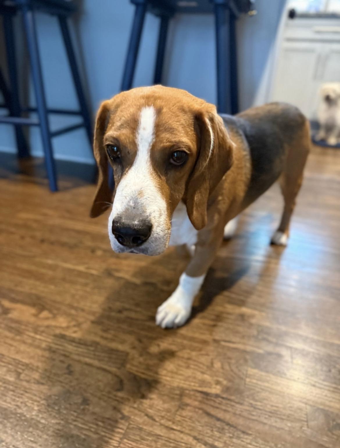 Enlarge Manny, a Adoptable Beagle in Cornelius, NC image 3/3