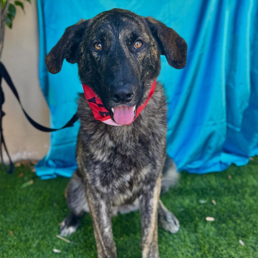 Enlarge FRED, a Adoptable mixed breed in Rowland Heights, CA image 5/6