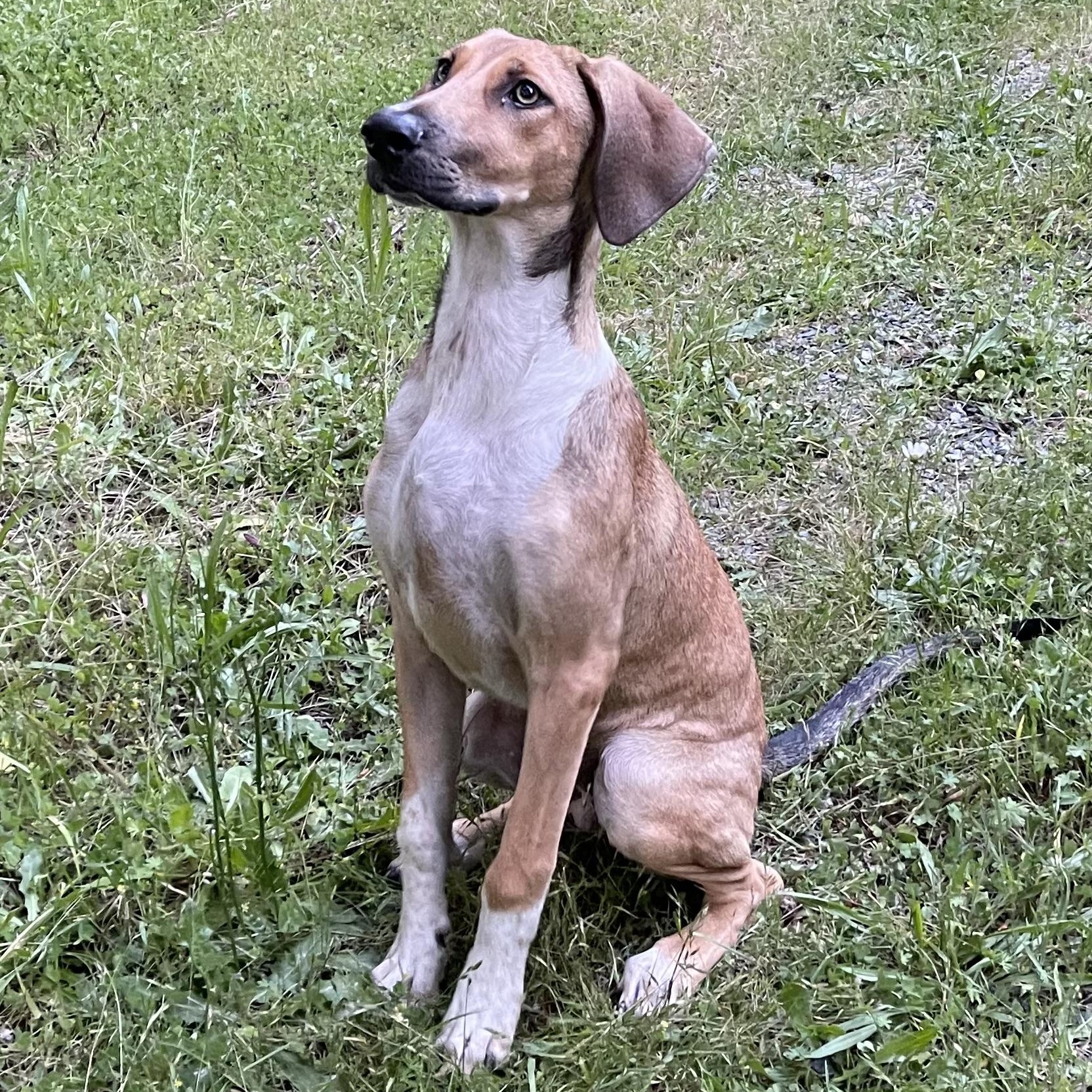 OLIVE, adoptable, Young Female Bloodhound.