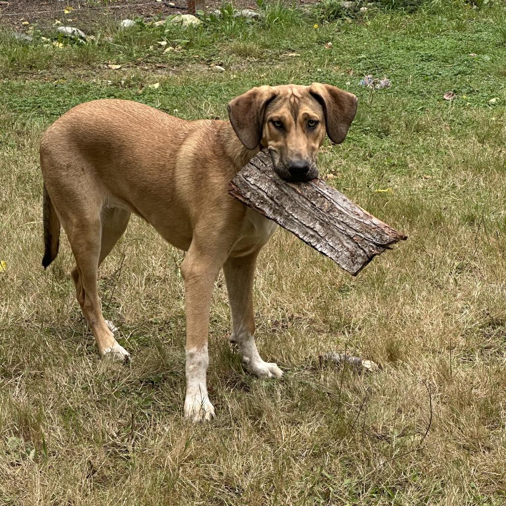 OLIVE, Adoptable, Young Female Bloodhound.