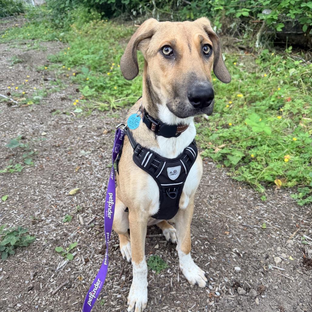 OLIVE, an adoptable mixed breed in Graham, WA image 2/6