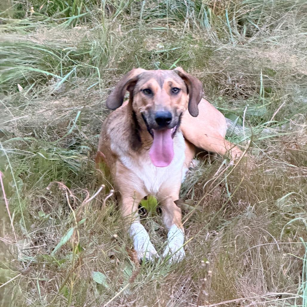 OLIVE, an adoptable mixed breed in Graham, WA image 6/6