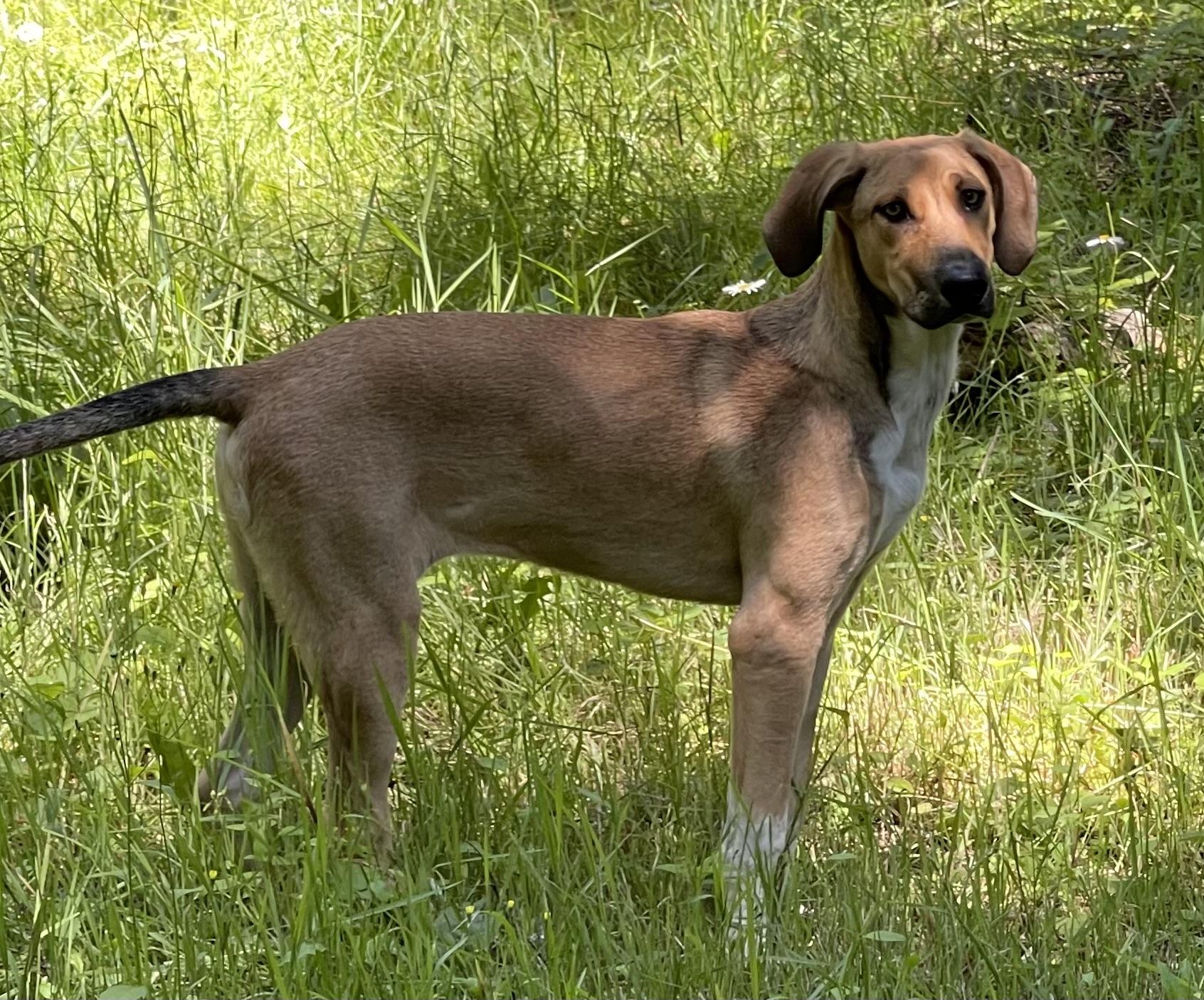 OLIVE, an adoptable mixed breed in Graham, WA image 3/6