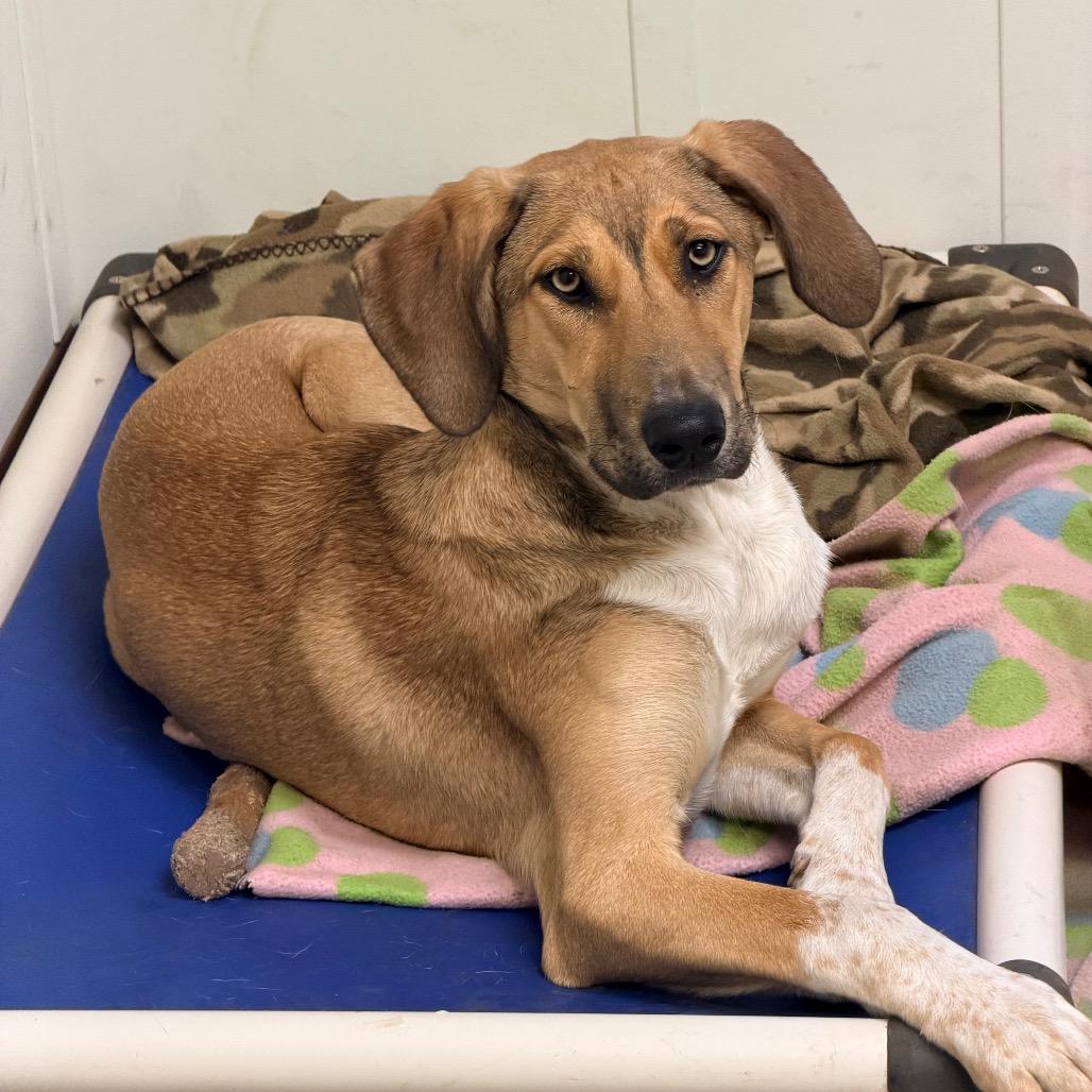 OLIVE, an adoptable mixed breed in Graham, WA image 5/6