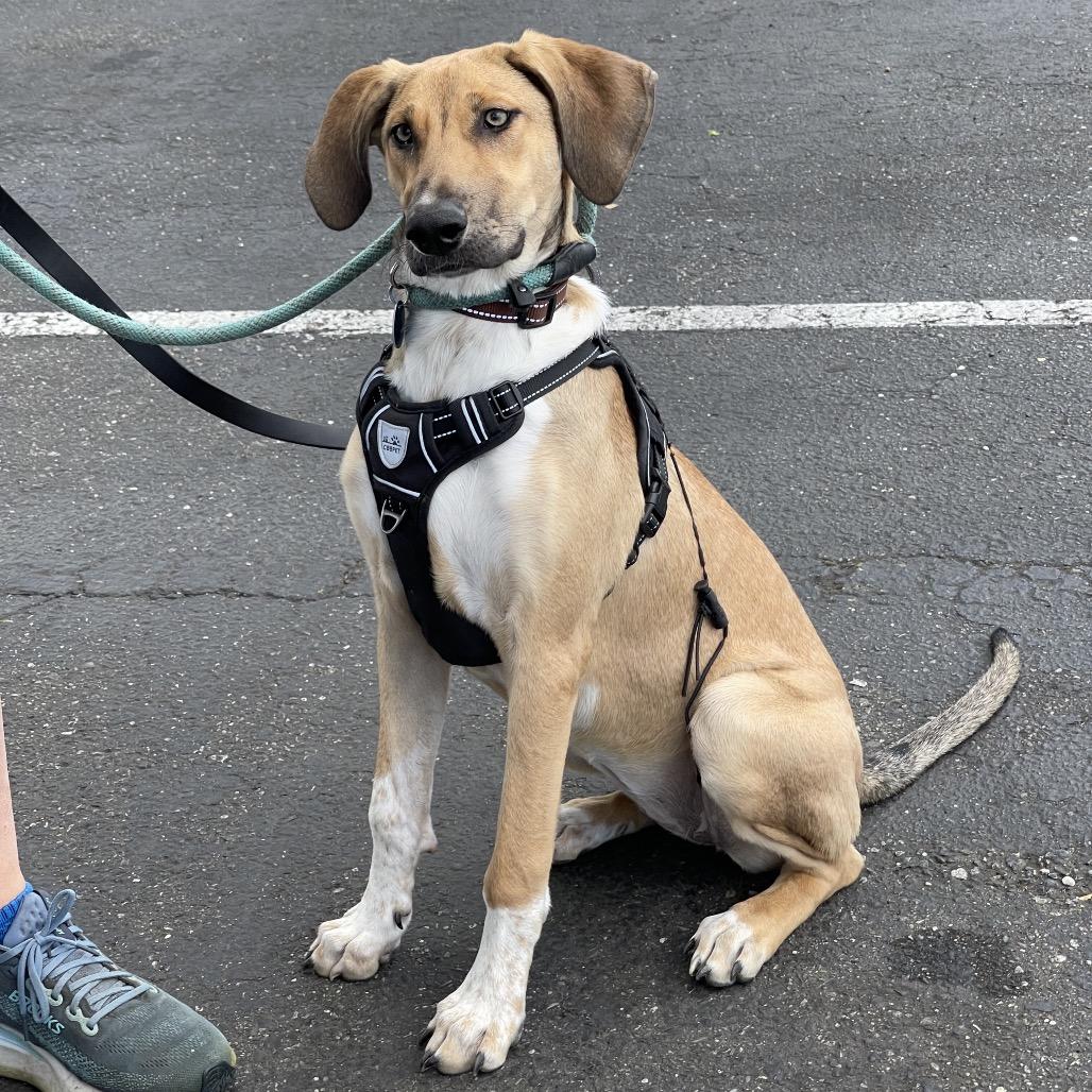 OLIVE, an adoptable mixed breed in Graham, WA image 4/6