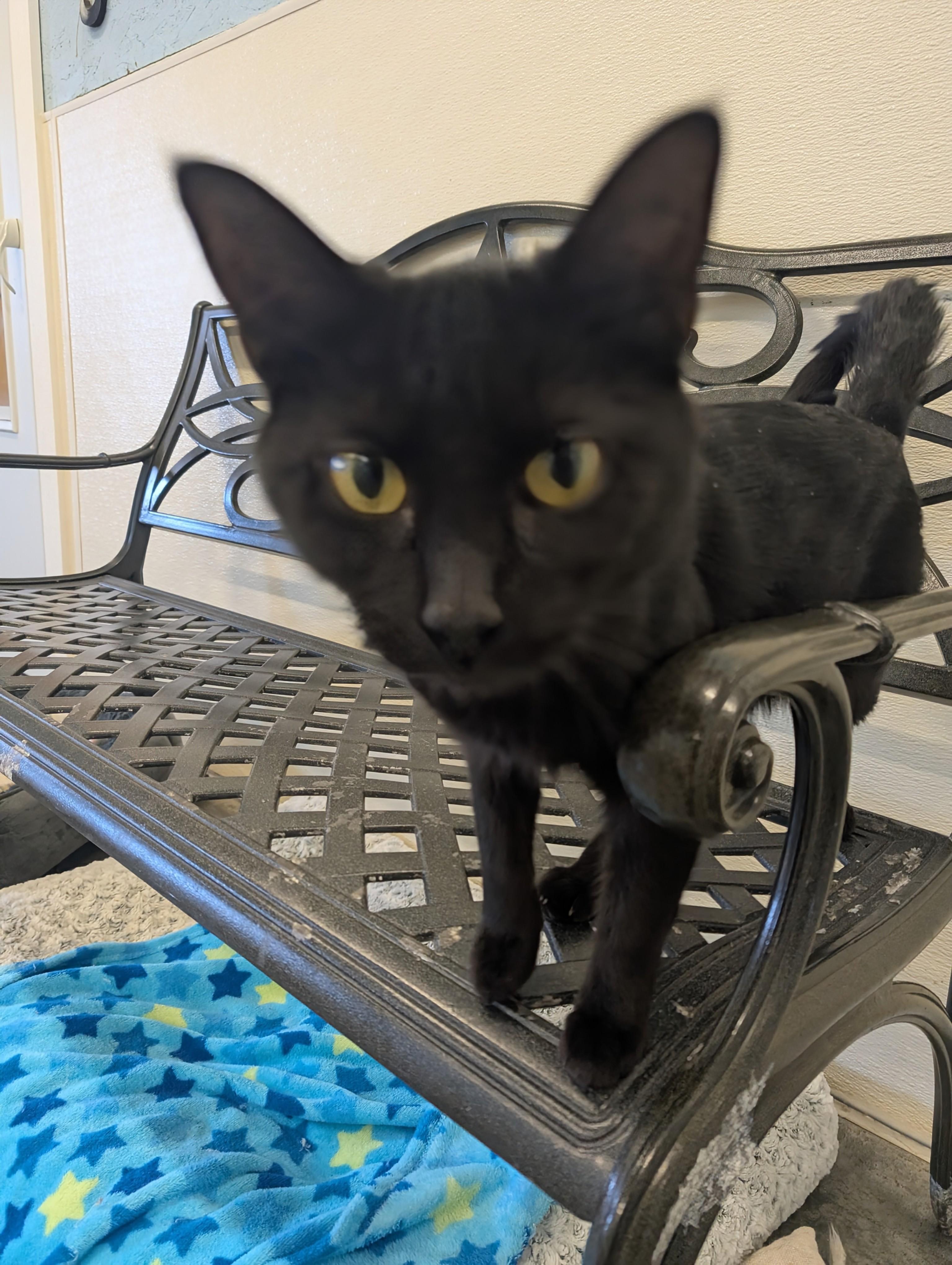 Enlarge Eclipse , an adopted Domestic Short Hair in Somerset, PA image 1/1