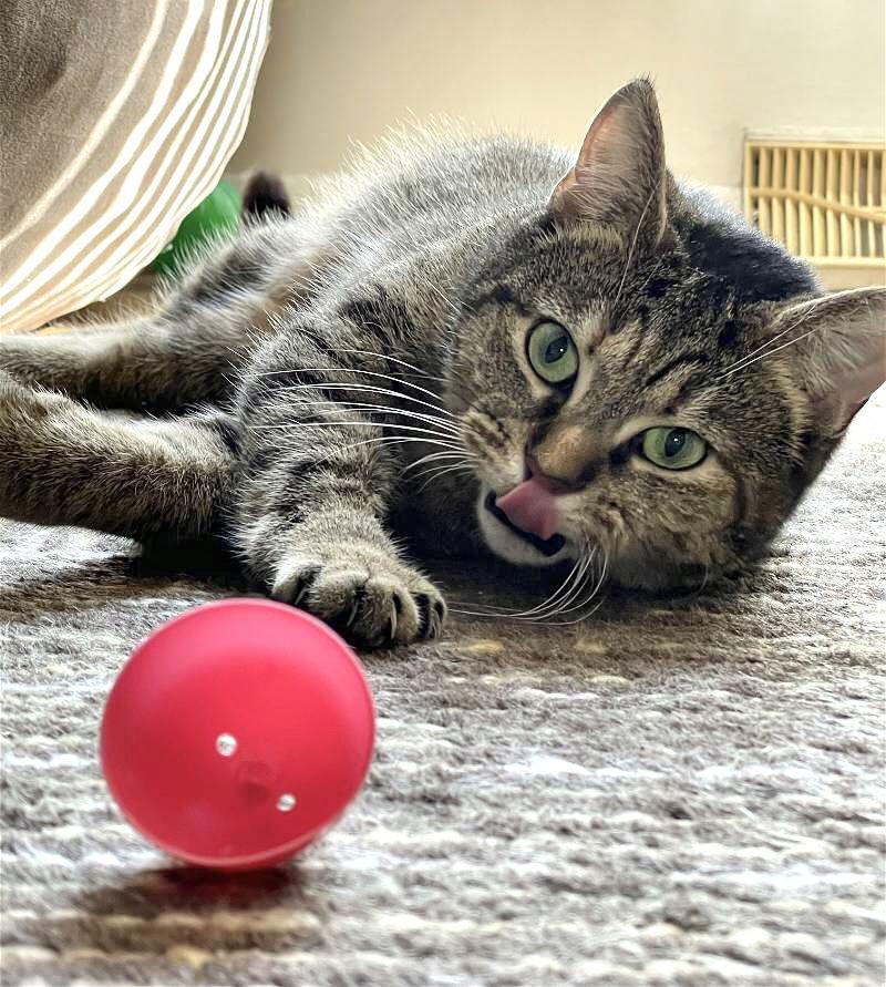 Reese, Adoptable, Adult Female Domestic Short Hair & Tabby.