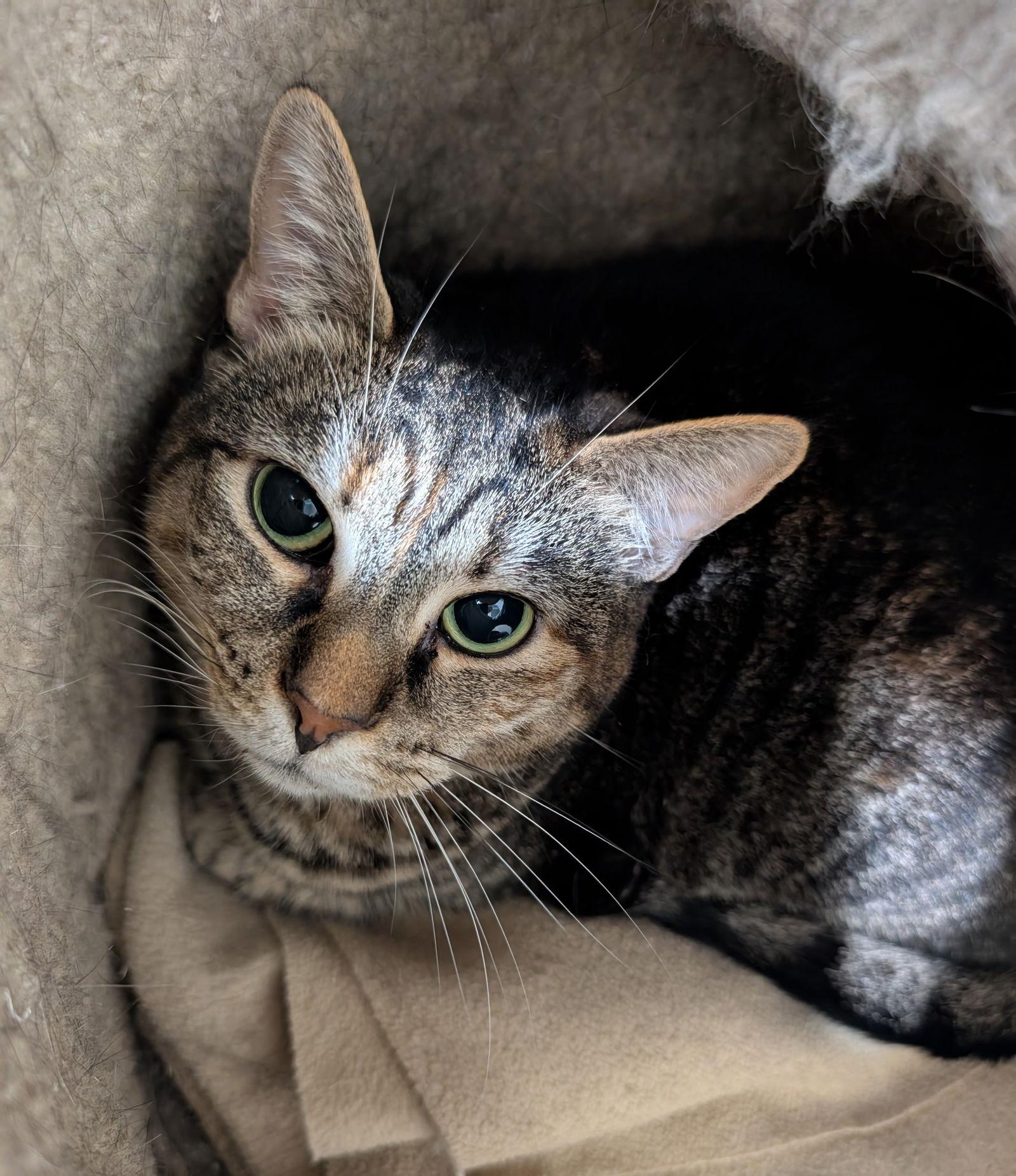 Enlarge Reese, a Adoptable mixed breed in Dublin, OH image 3/3