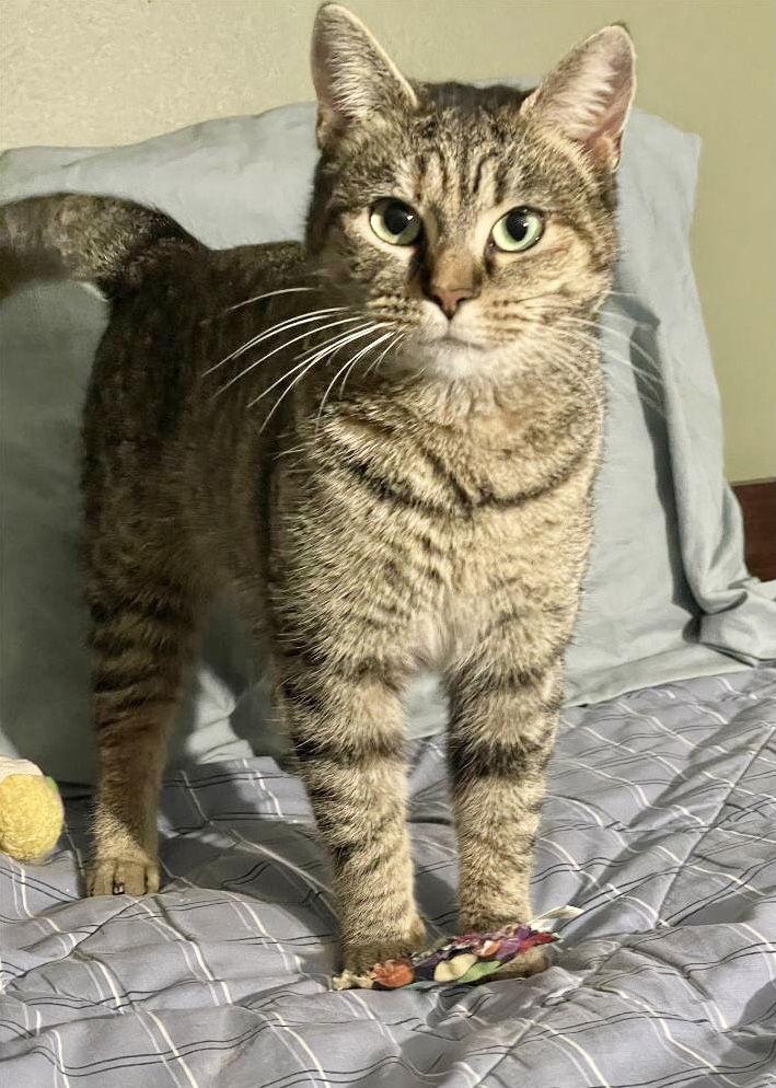 Reese, Adoptable, Adult Female Domestic Short Hair & Tabby.