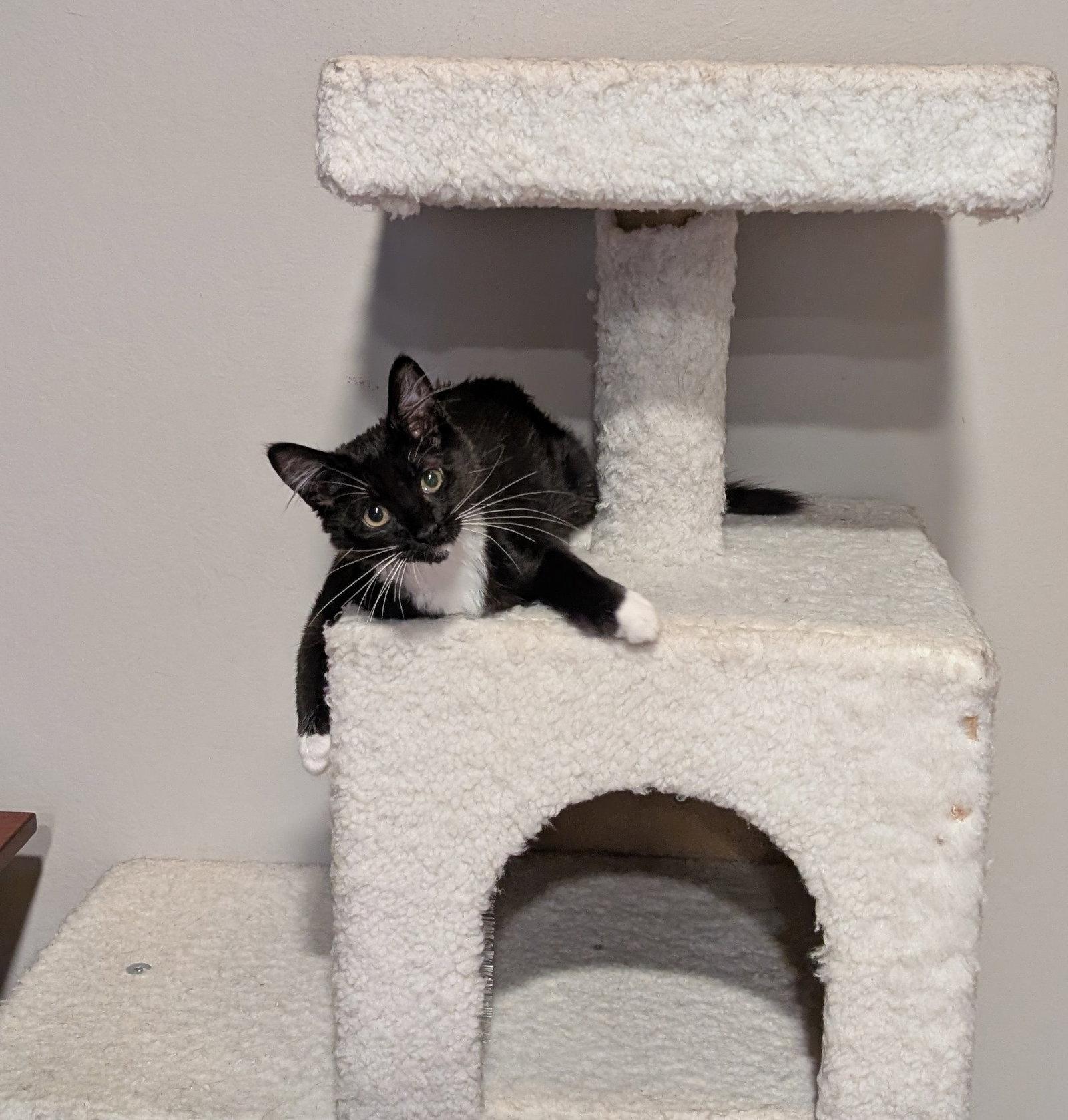 Enlarge Cece, a Adoptable Domestic Long Hair in Davis, CA image 1/3