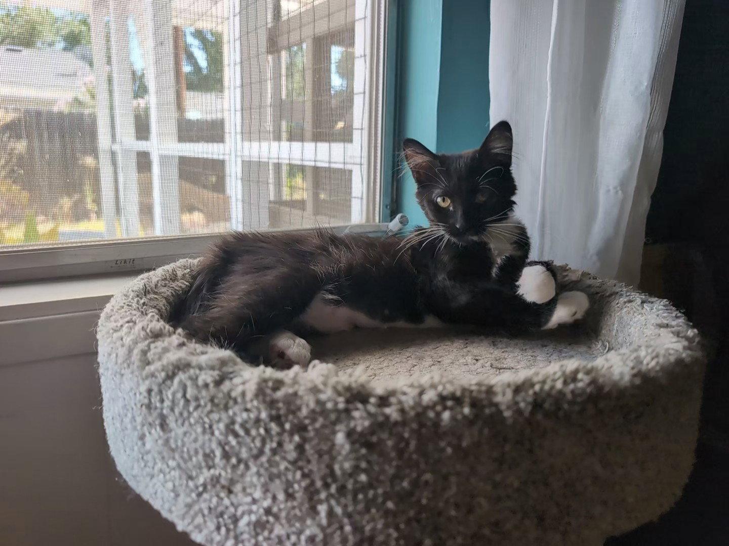 Enlarge Cece, a Adoptable Domestic Long Hair in Davis, CA image 2/3