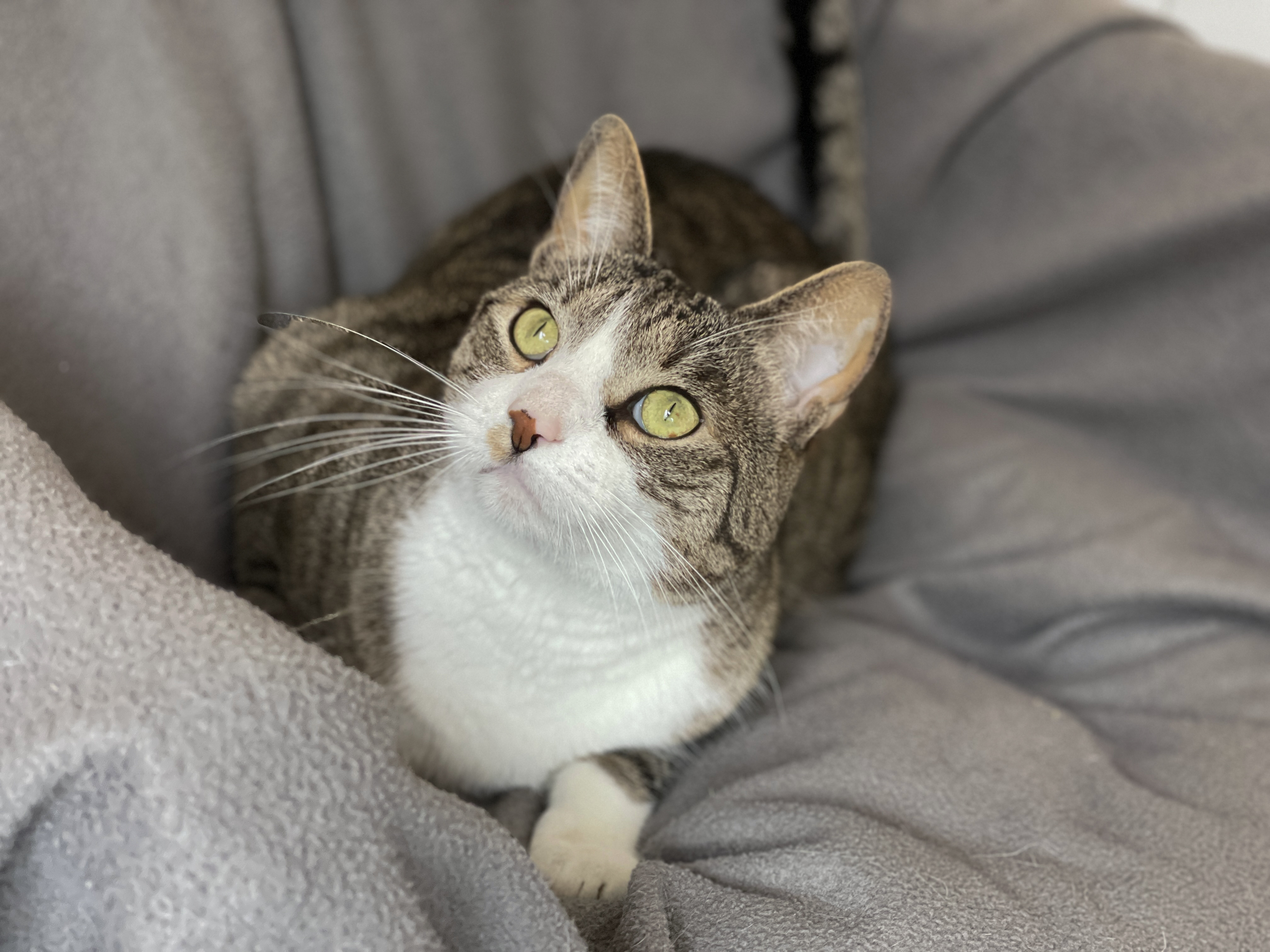 Louie, a Adoptable Domestic Short Hair in Charles Town, WV image 6/6