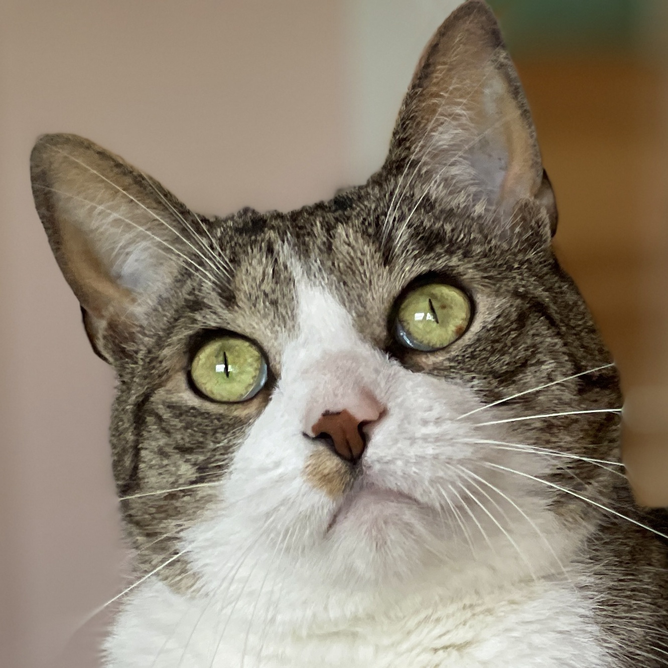 Louie, a Adoptable Domestic Short Hair in Charles Town, WV image 1/6