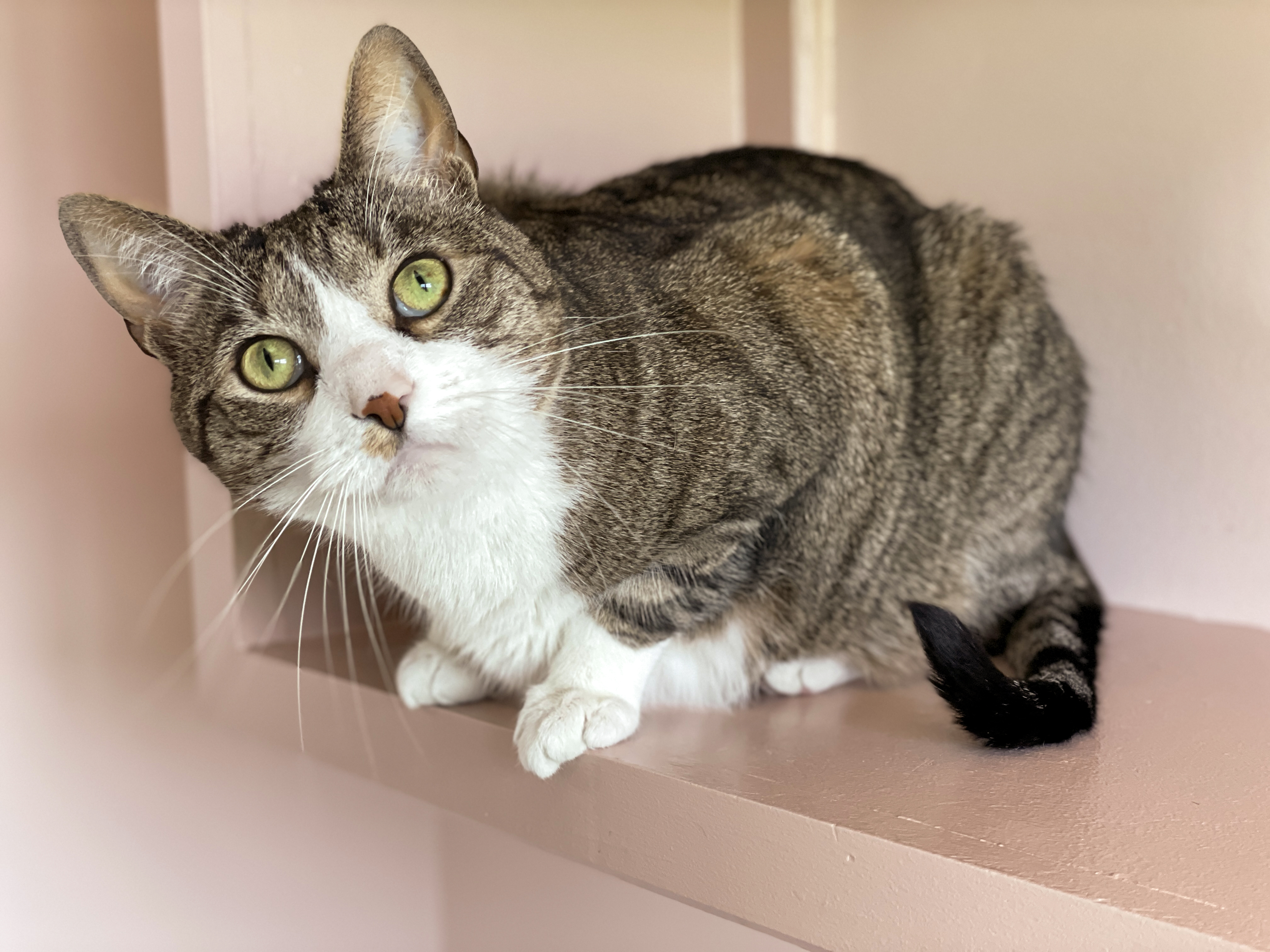 Louie, a Adoptable Domestic Short Hair in Charles Town, WV image 4/6