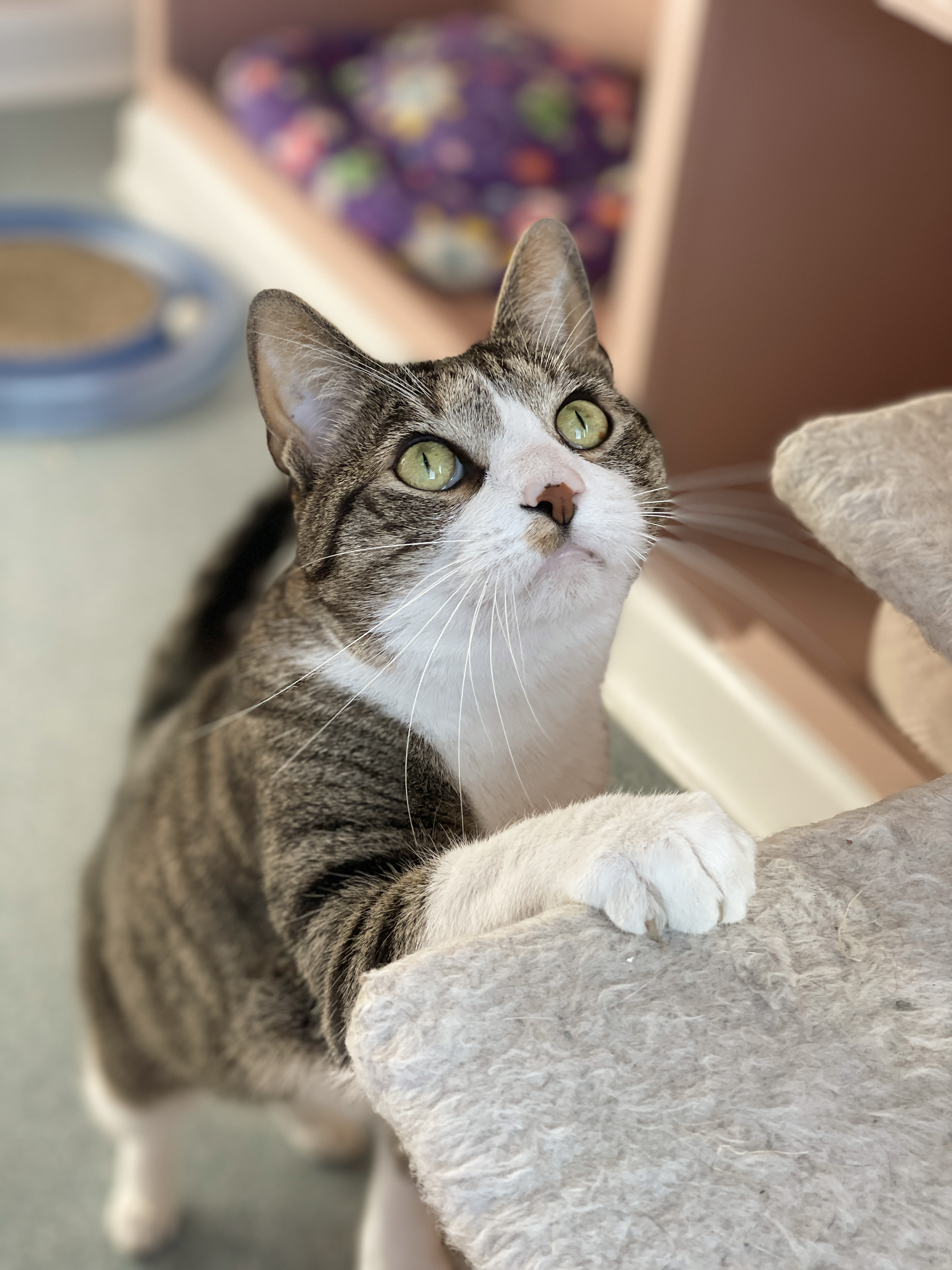 Louie, a Adoptable Domestic Short Hair in Charles Town, WV image 3/6