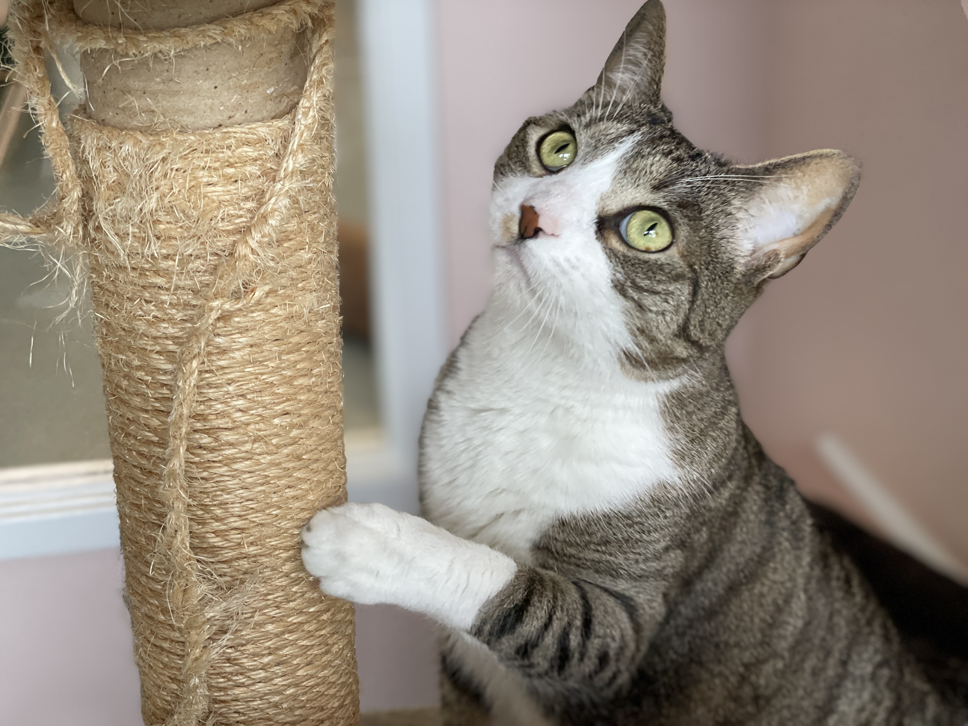 Louie, a Adoptable Domestic Short Hair in Charles Town, WV image 5/6