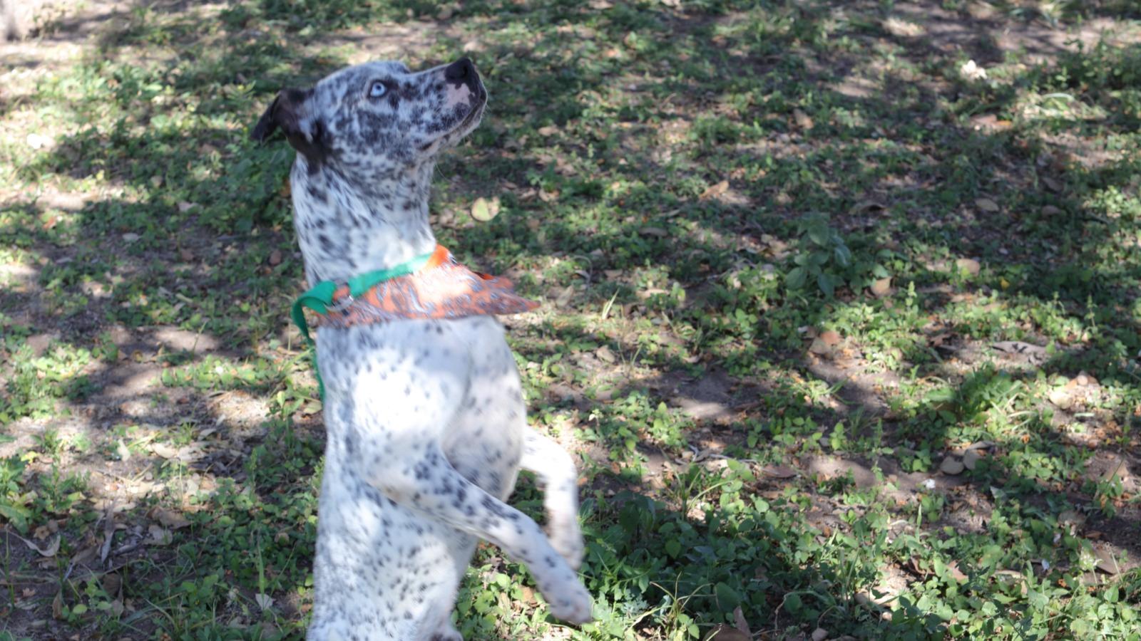 Enlarge Pinto, a Adoptable mixed breed in MISSION, TX image 2/4