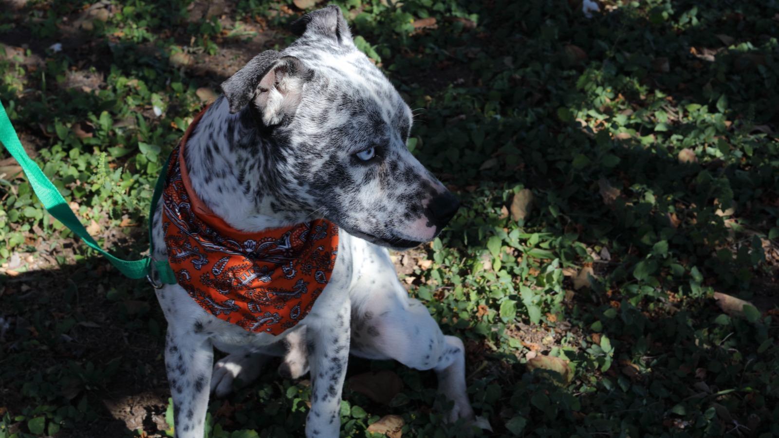 Enlarge Pinto, a Adoptable mixed breed in MISSION, TX image 3/4