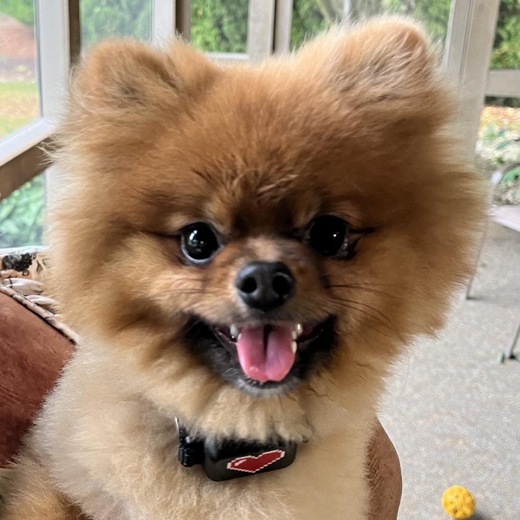Teddy Bear, Adoptable, Young Male Pomeranian.